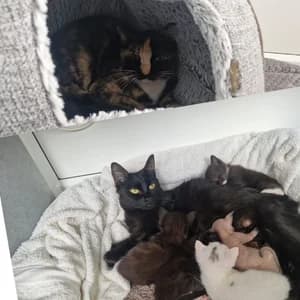 Nia & Olive, female young Mixed Breed for adoption at Woodlands Animal Sanctuary