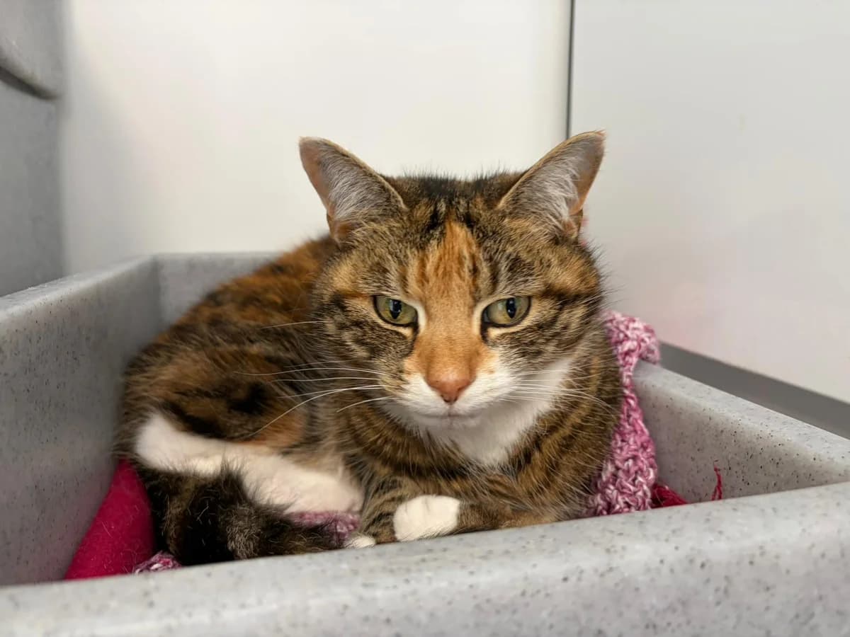 Tabella, female senior Mixed Breed for adoption at Woodlands Animal Sanctuary