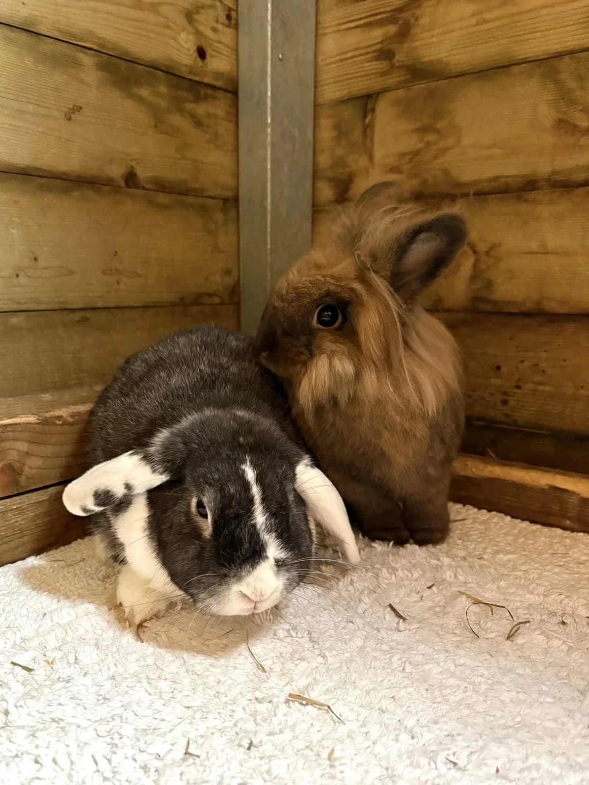 Benji and Boo, female 3yo mixed breed for adoption at Woodside Animal Welfare, Plymouth