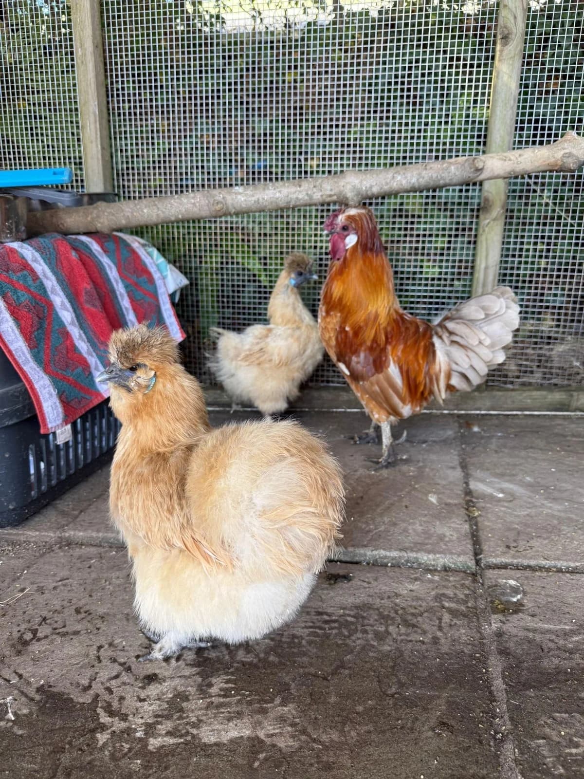 Bogdan and Betty, Mixed Breed for adoption at Woodside Animal Welfare, Plymouth