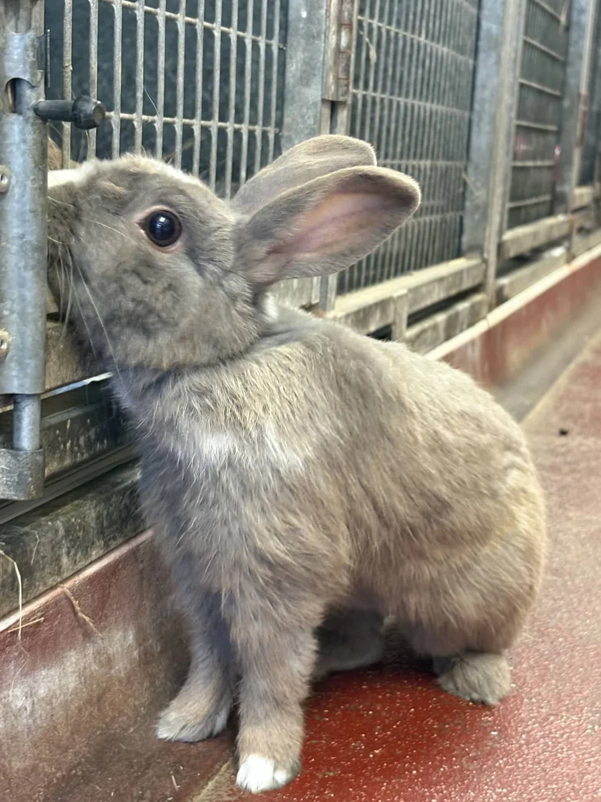 Bunzo, female Mixed Breed for adoption at Woodside Animal Welfare, Plymouth