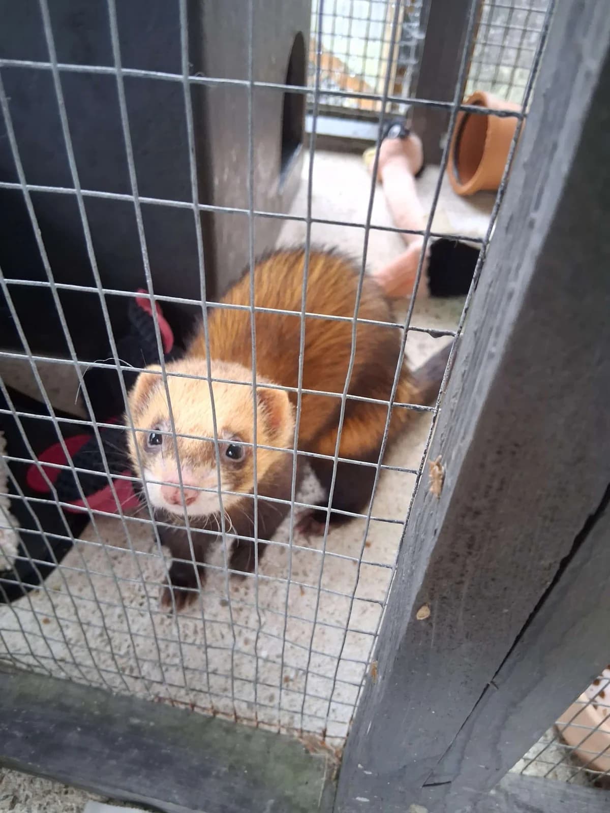 Cheeto, male Mixed Breed for adoption at Woodside Animal Welfare, Plymouth