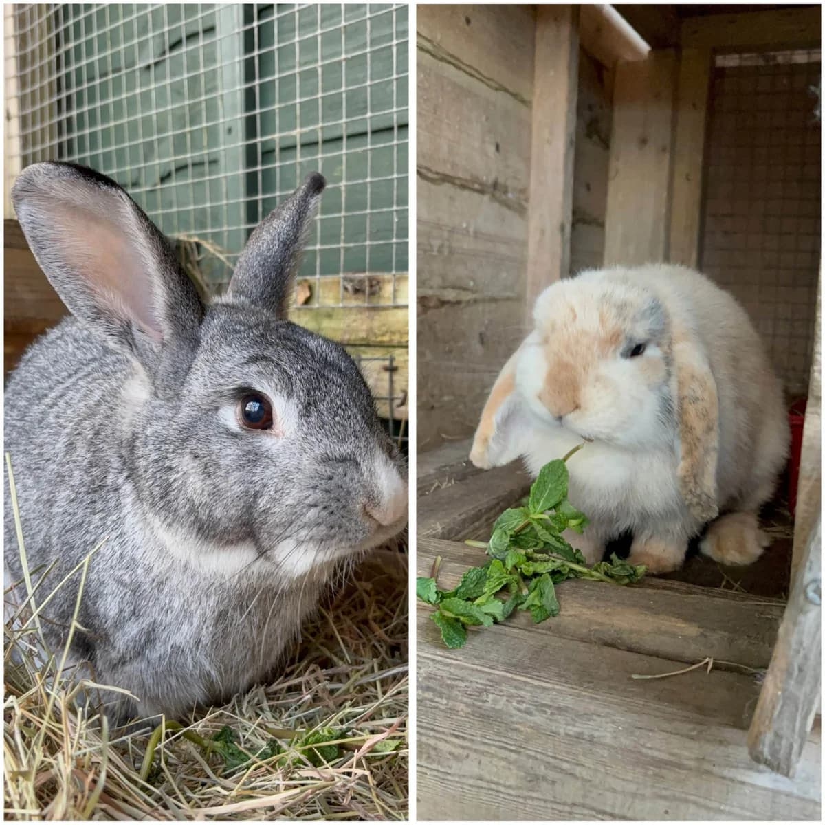 Chilli and Honeybun, female Mixed Breed for adoption at Woodside Animal Welfare, Plymouth