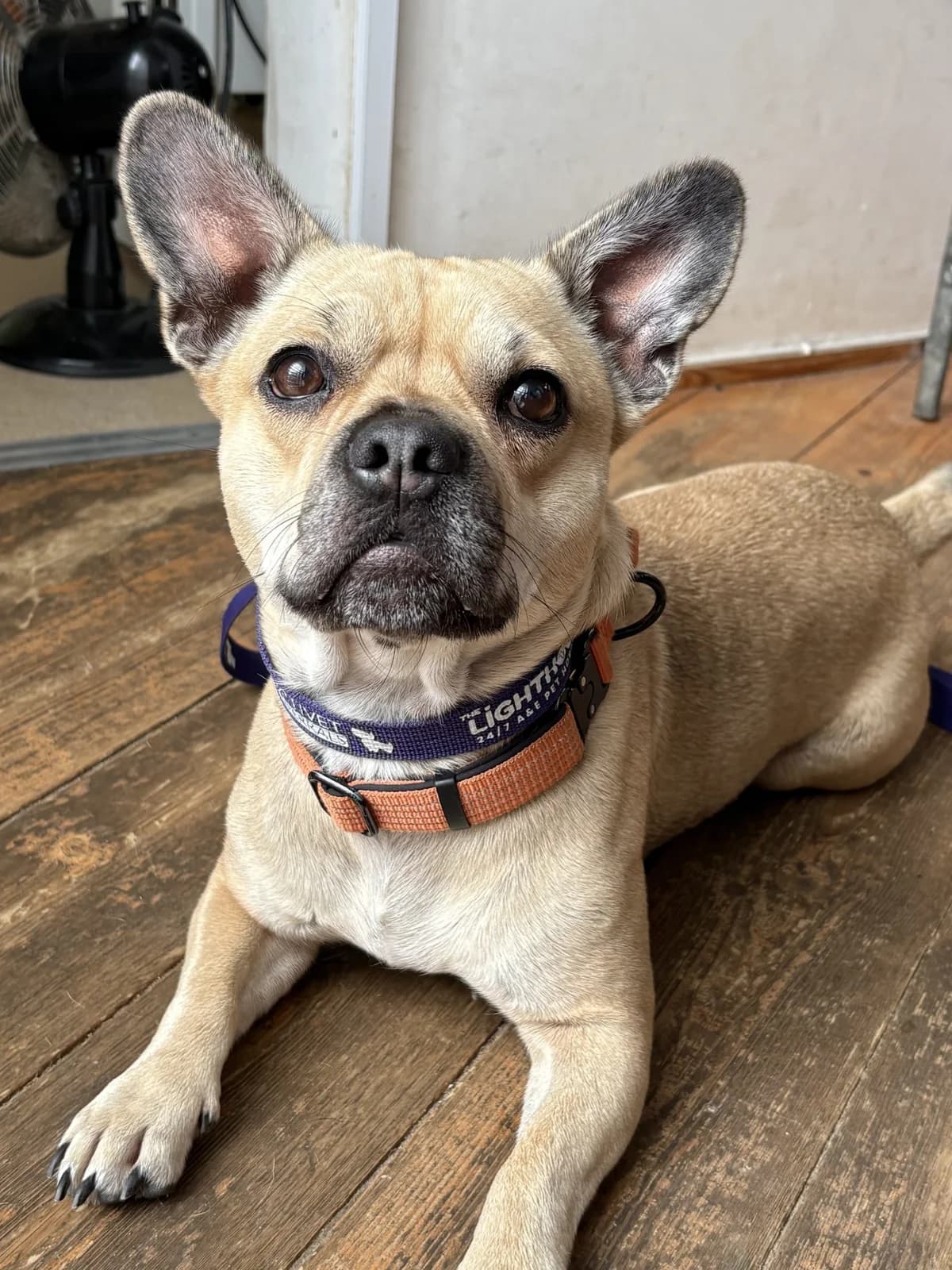Clyde, male 3yo French Bulldog for adoption at Woodside Animal Welfare, Plymouth