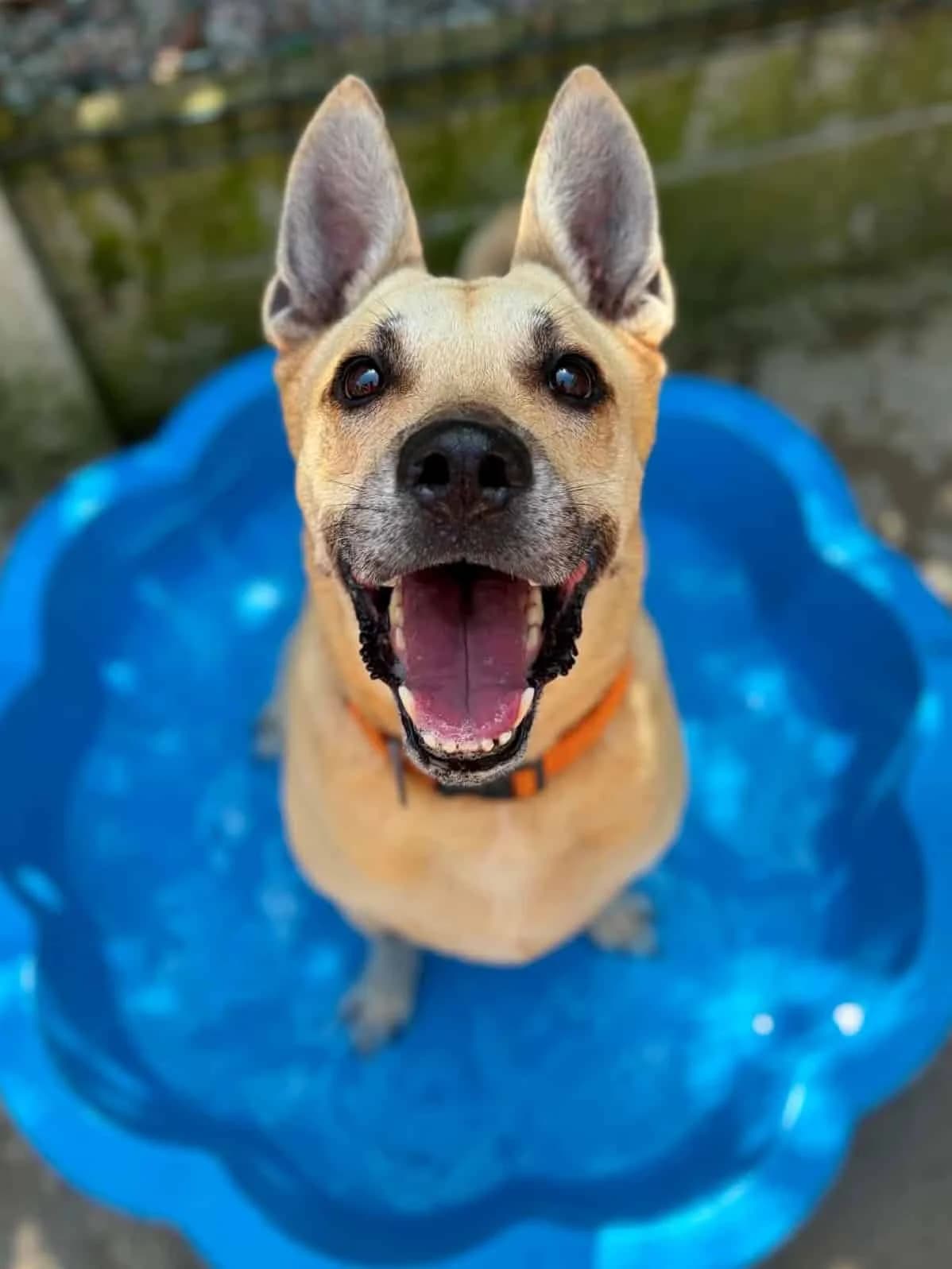 Coco, female senior Belgian Malinois for adoption at Woodside Animal Welfare, Plymouth