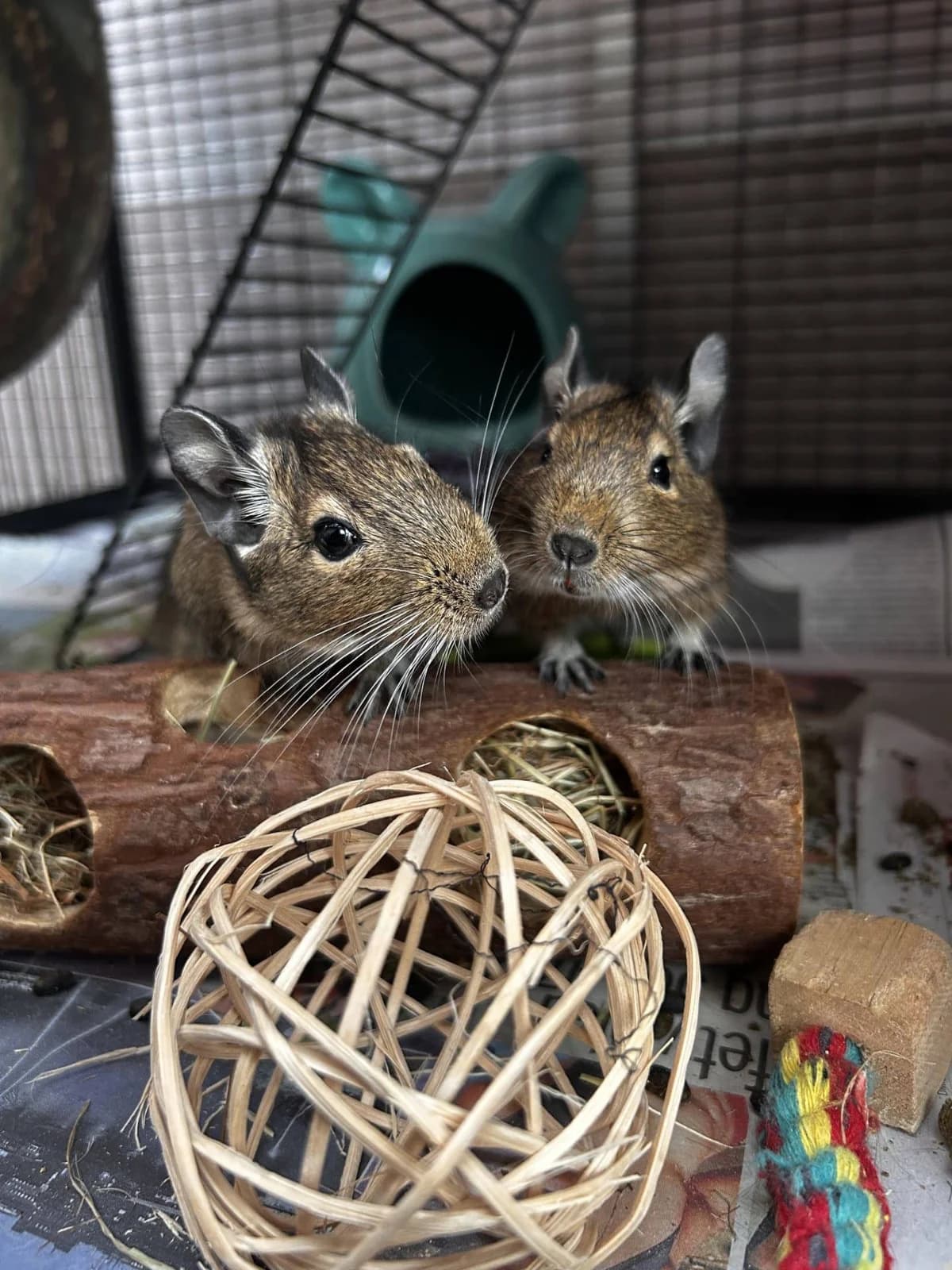 Degus (All Saints & Destiny’s Child), female Mixed Breed for adoption at Woodside Animal Welfare, Plymouth