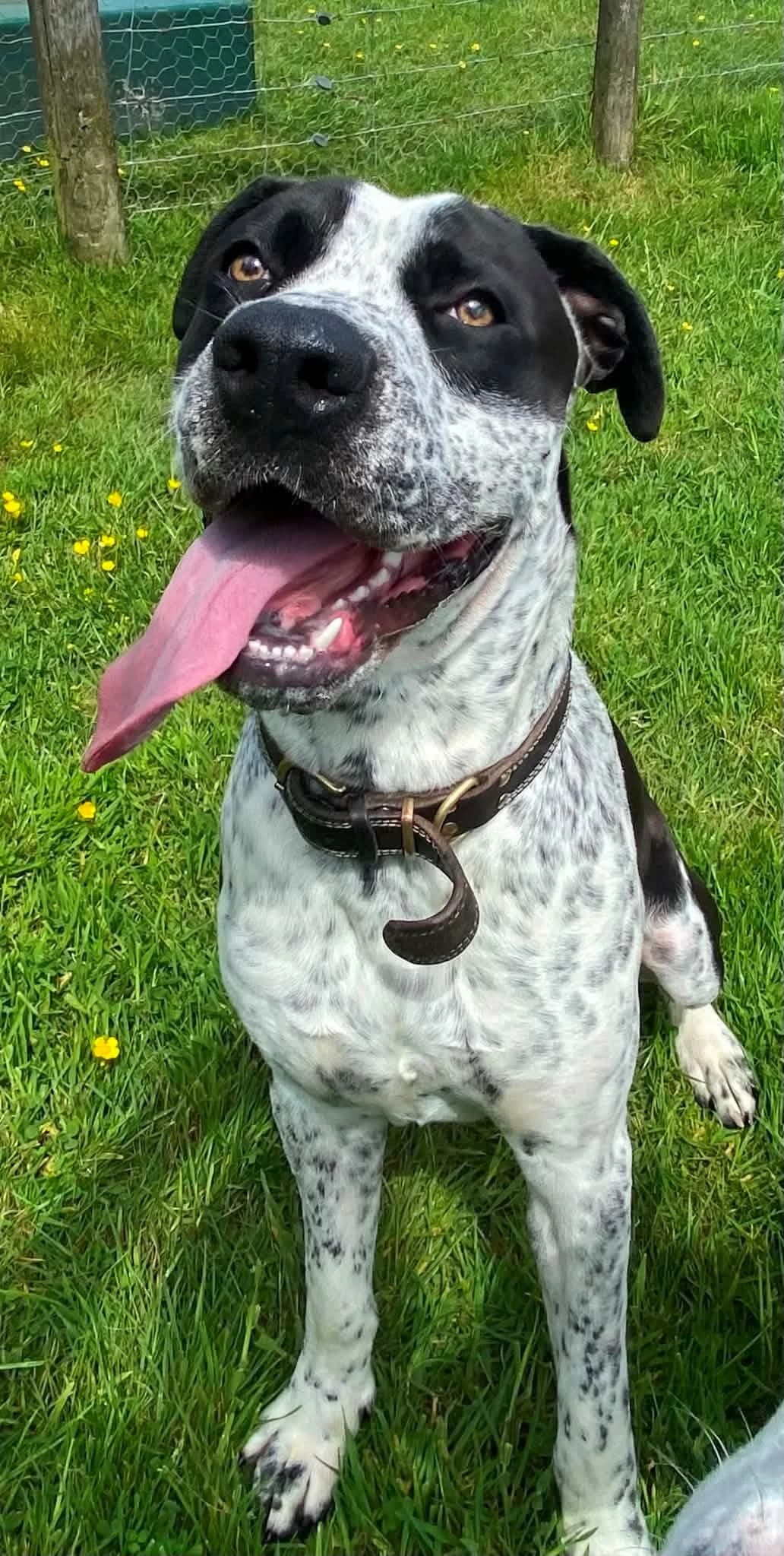 Jeremy, male Mixed Breed for adoption at Woodside Animal Welfare, Plymouth