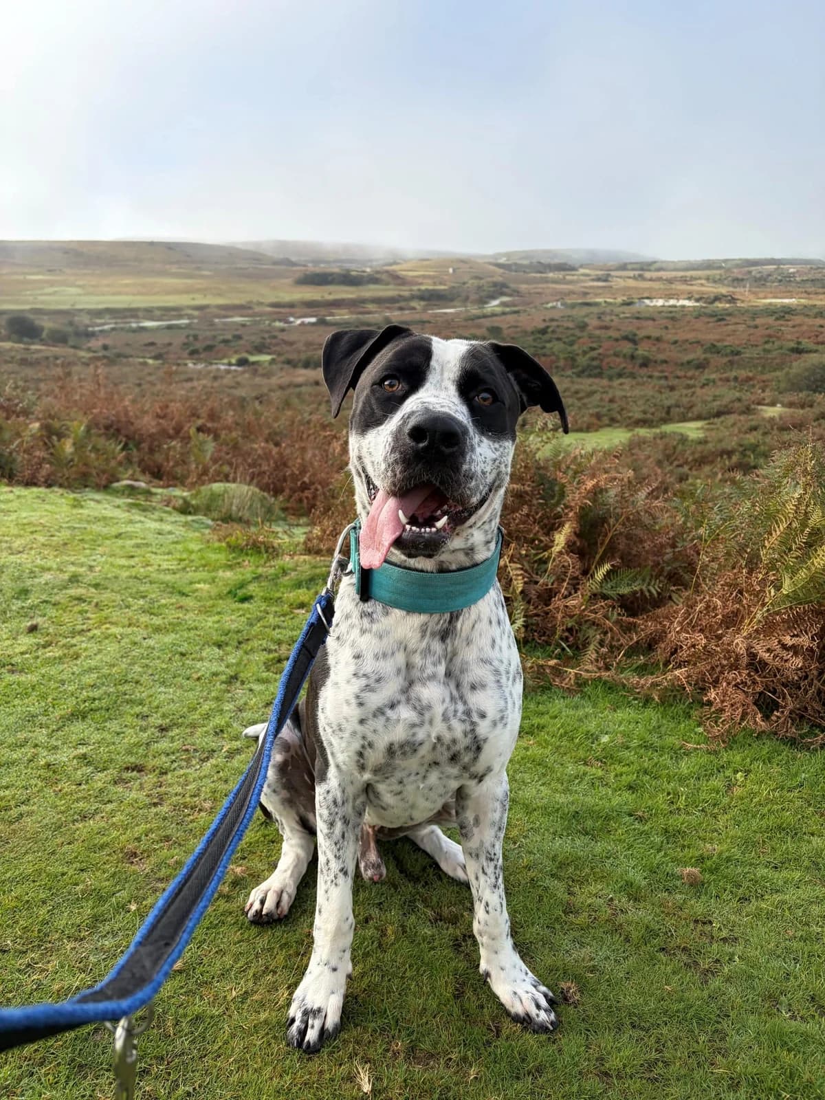 Jeremy, male young mixed breed for adoption at Woodside Animal Welfare, Plymouth
