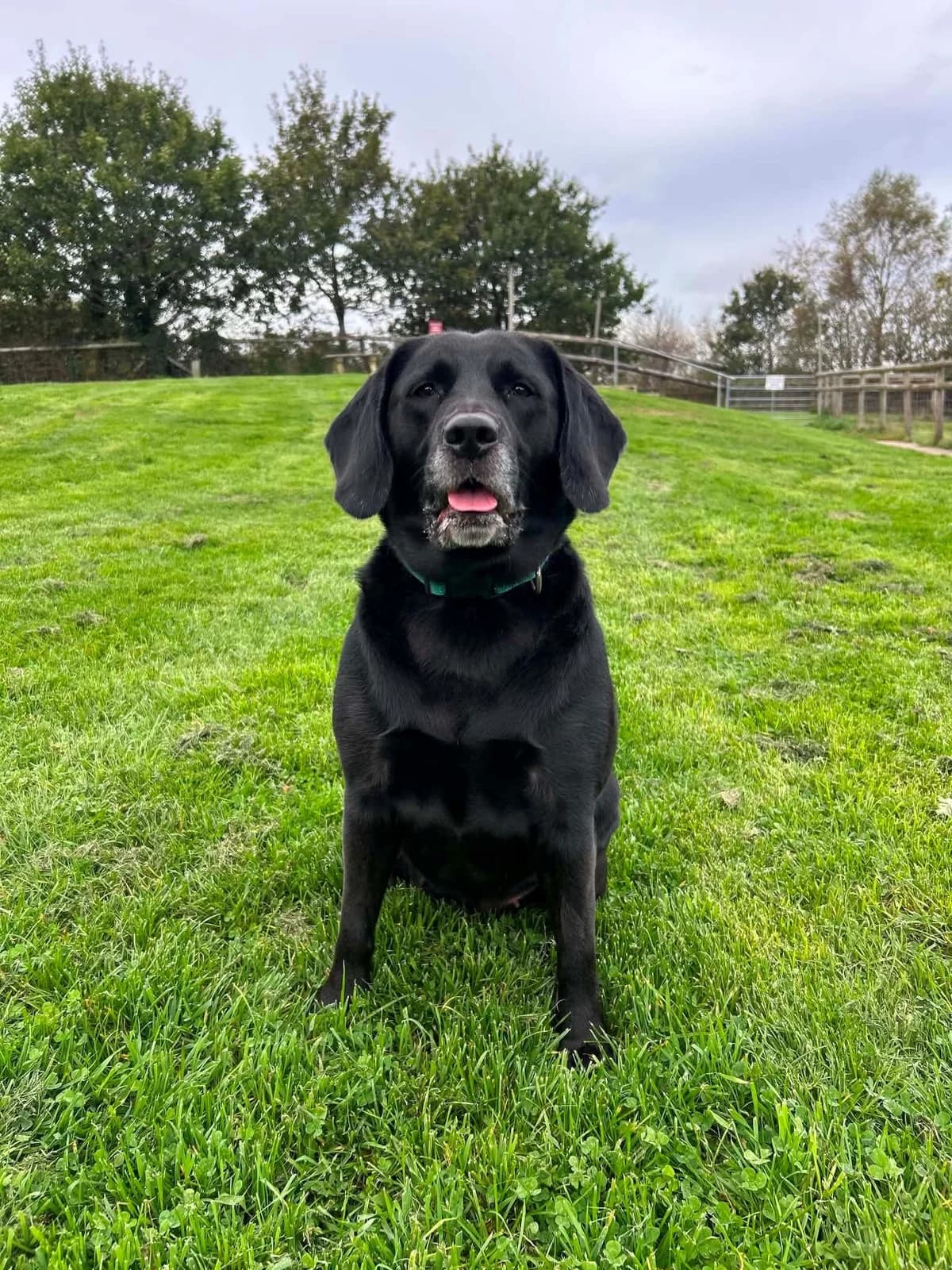 Liv, female 3yo Labrador Retriever for adoption at Woodside Animal Welfare, Plymouth