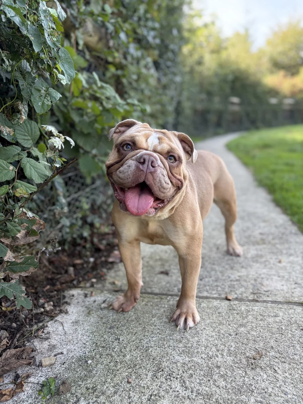 Meeka, female puppy English Bulldog for adoption at Woodside Animal Welfare, Plymouth