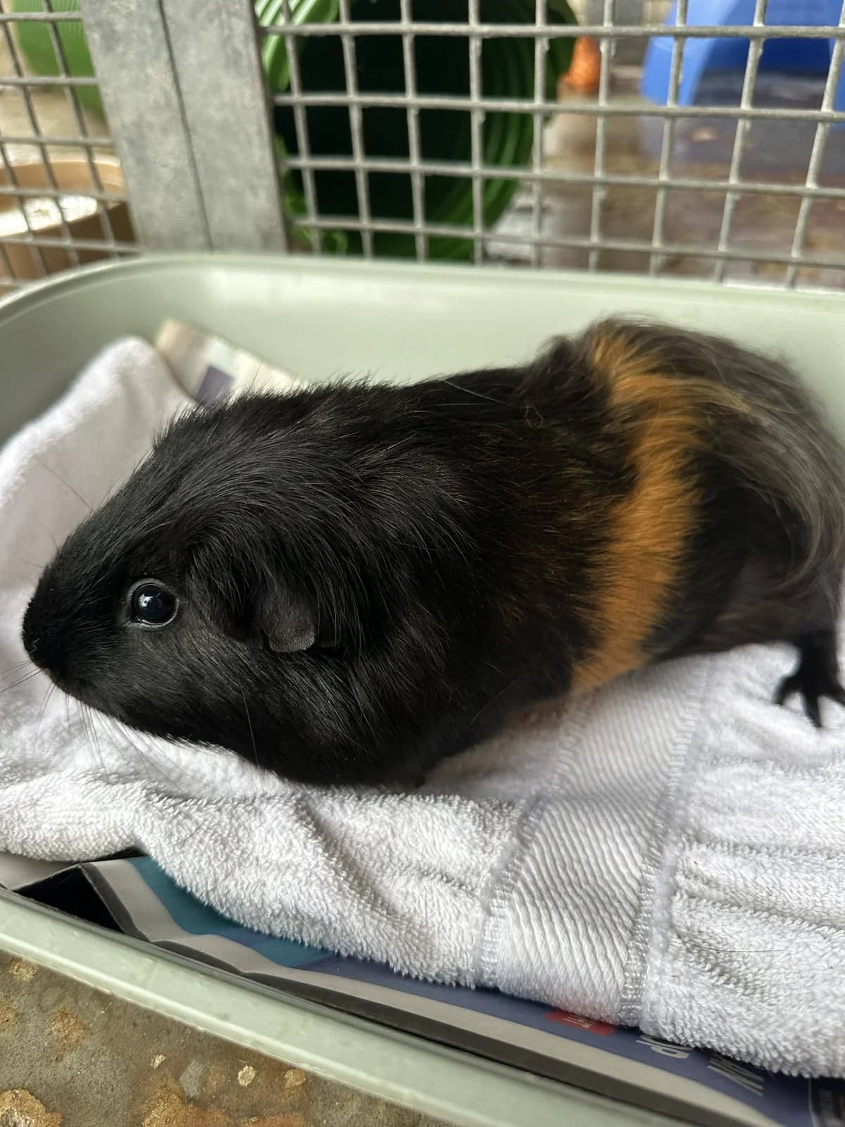 Pablo, male 3yo Mixed Breed for adoption at Woodside Animal Welfare, Plymouth