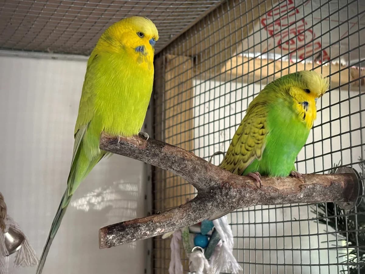 Rob, Neil + Mango budgies, female Mixed Breed for adoption at Woodside Animal Welfare, Plymouth