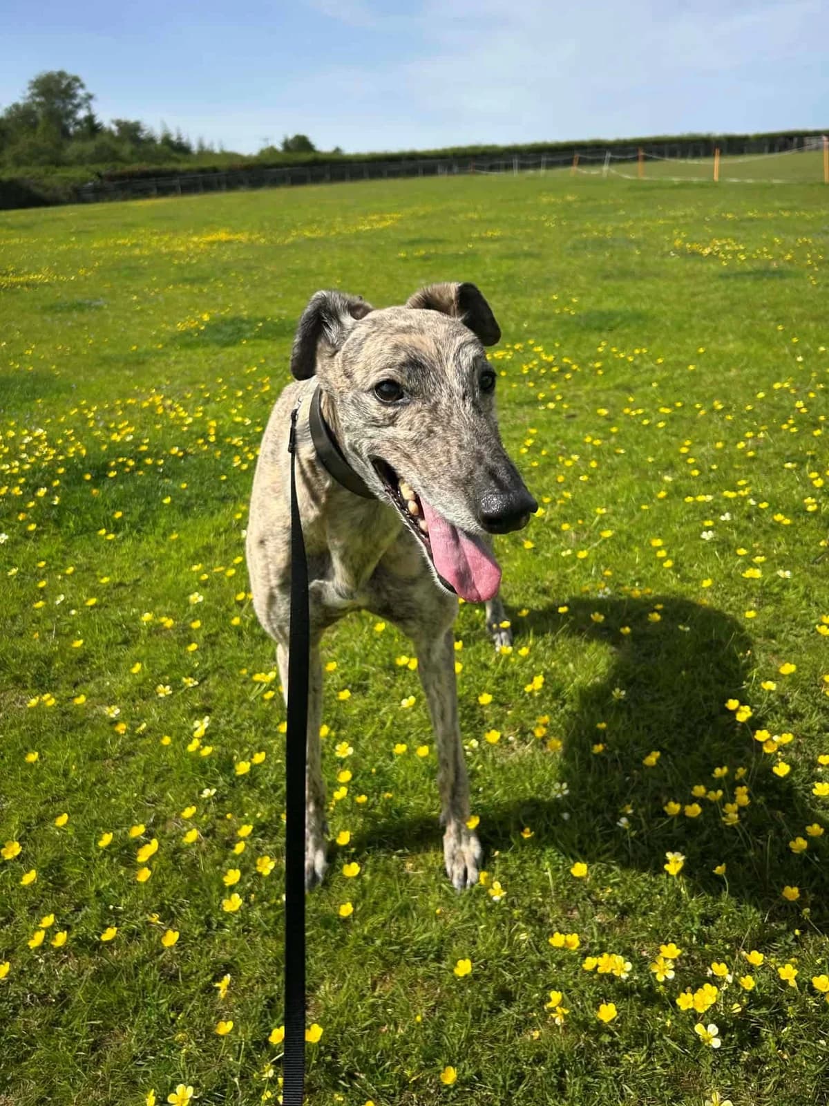 Smokey, male Mixed Breed for adoption at Woodside Animal Welfare, Plymouth