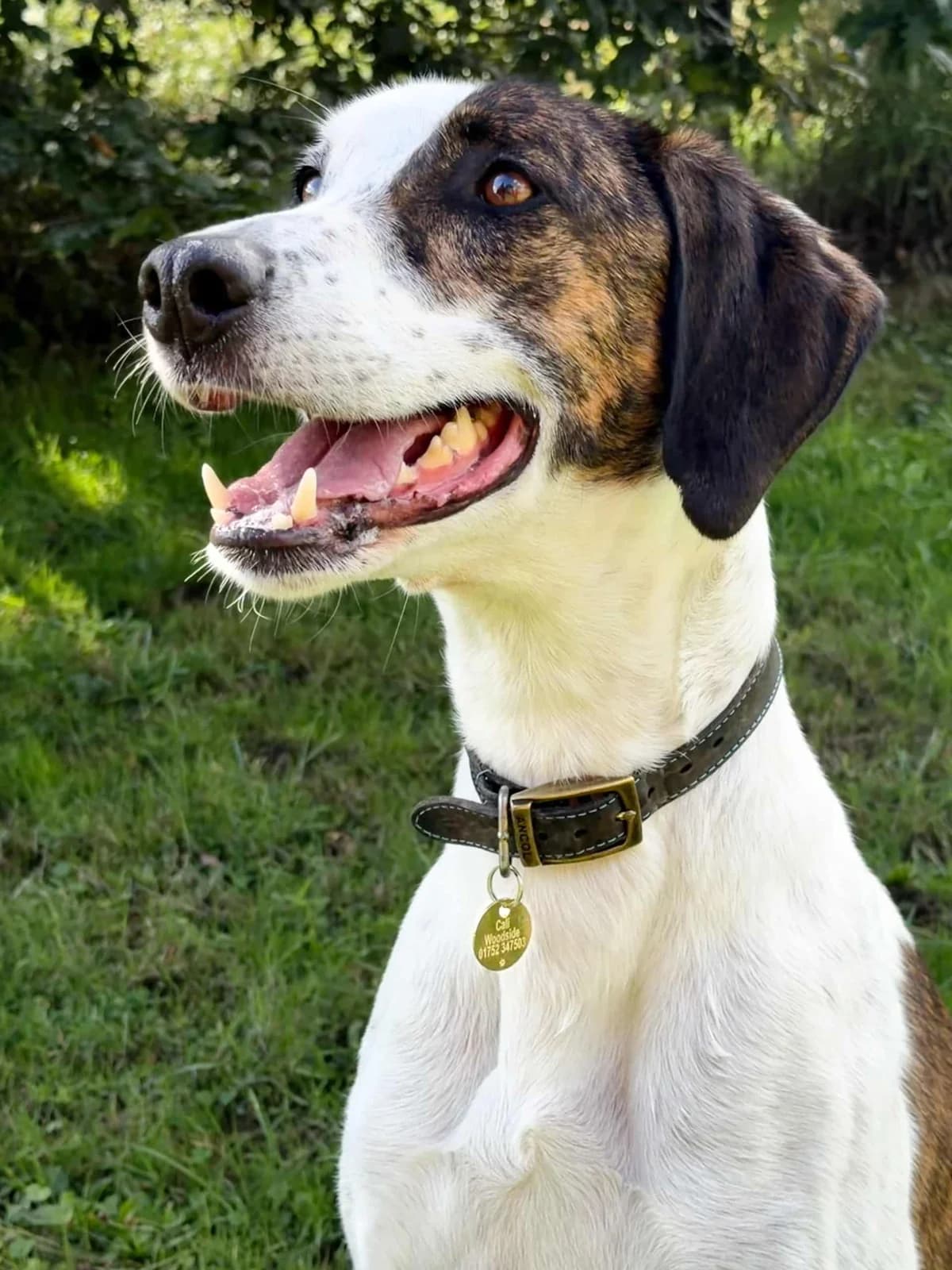 Tank, male 6yo Greyhound for adoption at Woodside Animal Welfare, Plymouth