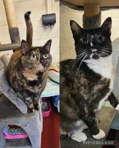 Baldric & Sebastian, Mixed Breed for adoption at Woodside Animal Welfare, Plymouth