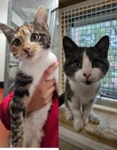 Gracie & Bart, Mixed Breed for adoption at Woodside Animal Welfare, Plymouth