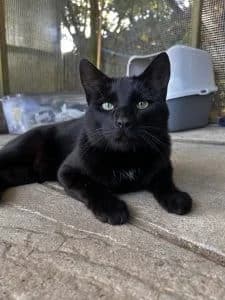 Nero, Mixed Breed for adoption at Woodside Animal Welfare, Plymouth