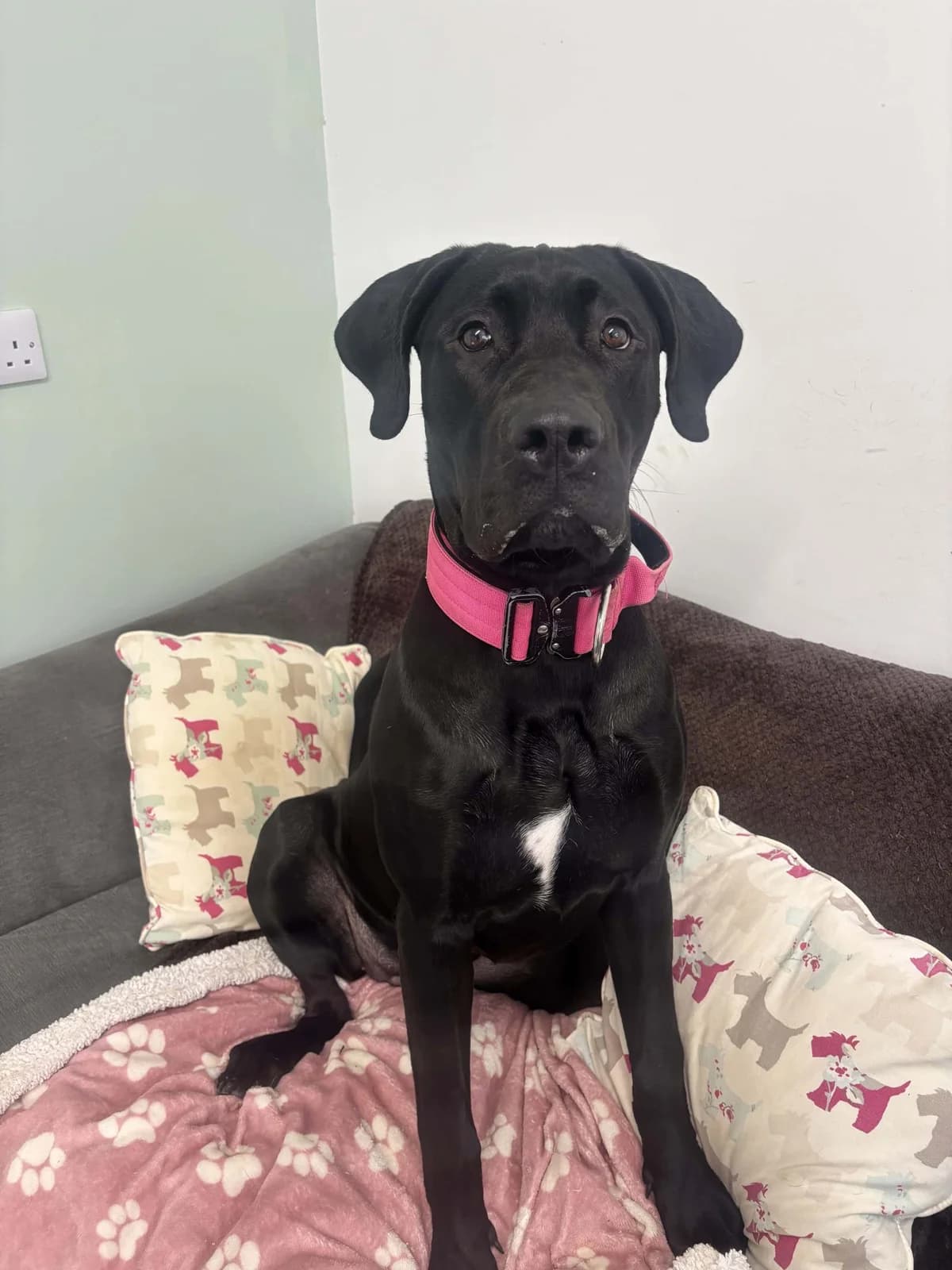 Xena, female puppy Great Dane for adoption at Woodside Animal Welfare, Plymouth