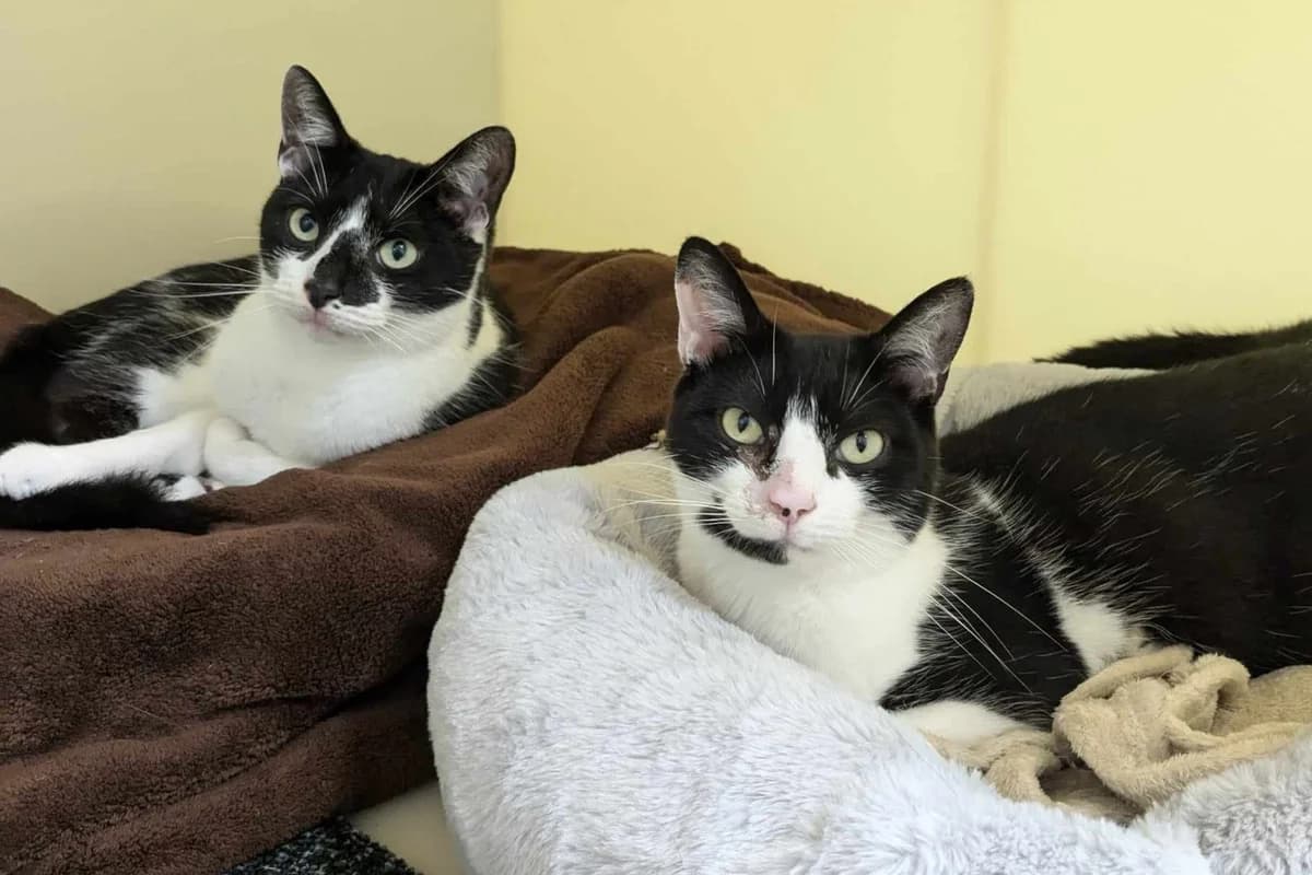 Asta & Espen, 3yo mixed breed for adoption at Wythall Animal Sanctuary