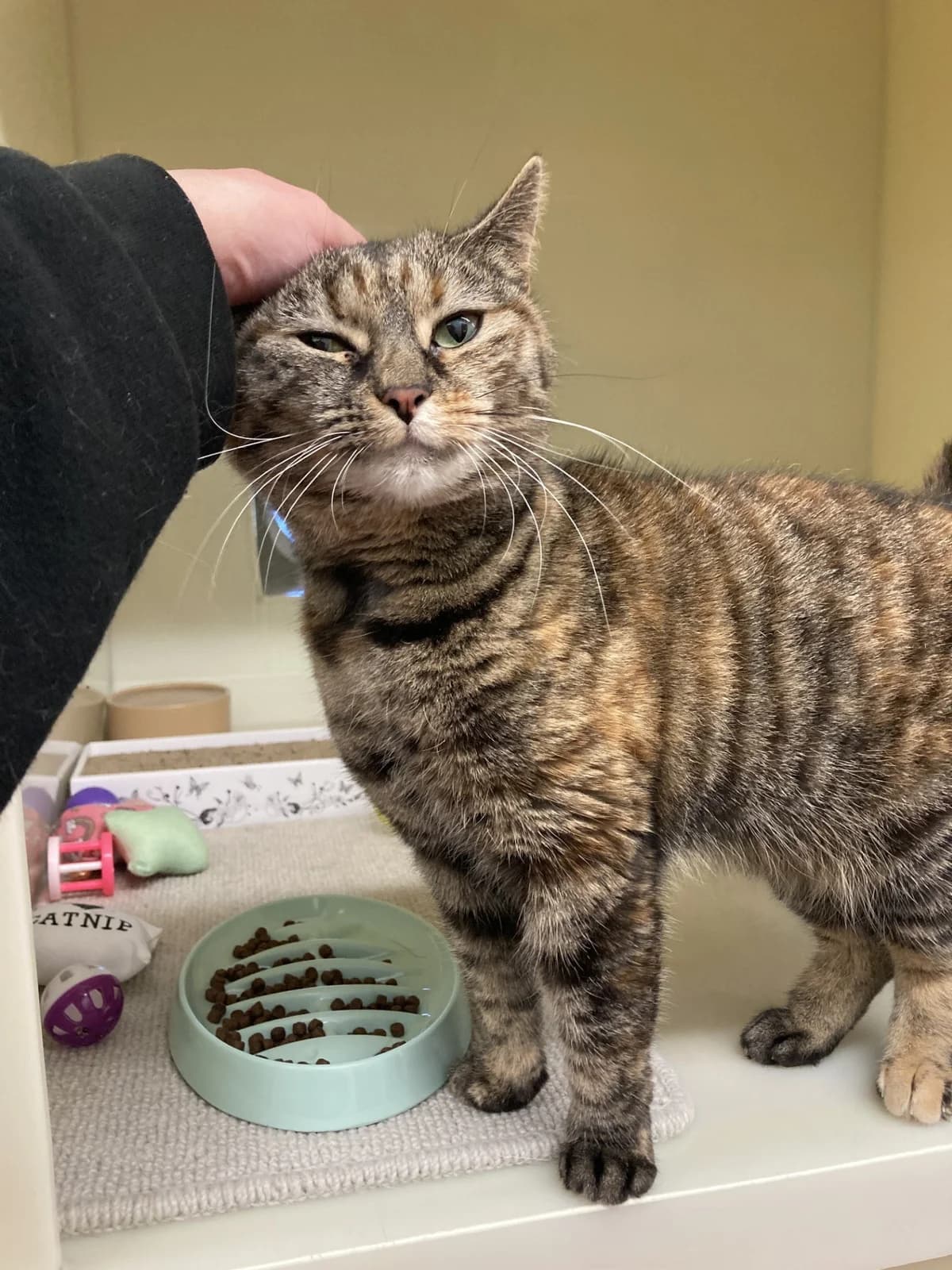 Bailey, 4yo Mixed Breed Cat for adoption at Wythall Animal Sanctuary