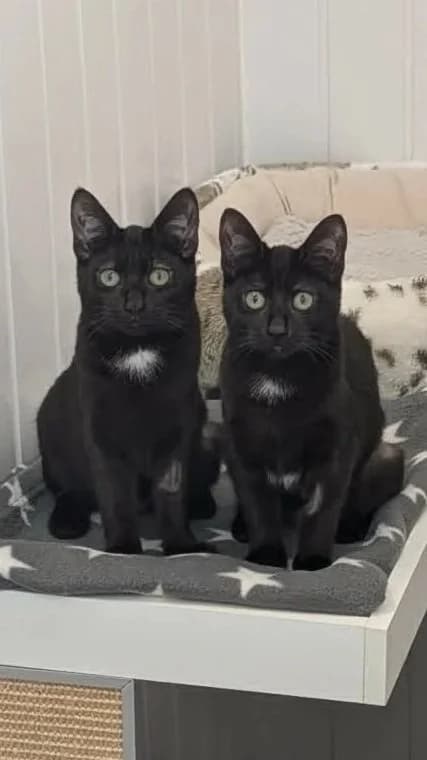 Bluey and Bingo, puppy Mixed Breed for adoption at Wythall Animal Sanctuary