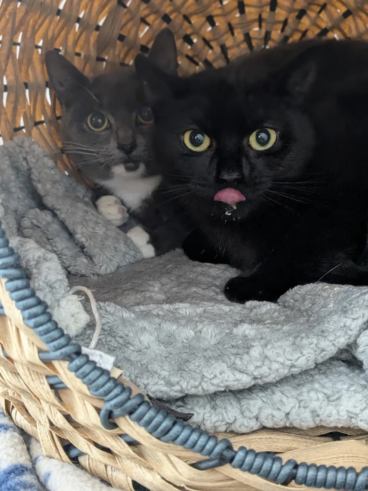 Chai & Bubble, puppy Mixed Breed Cat for adoption at Wythall Animal Sanctuary