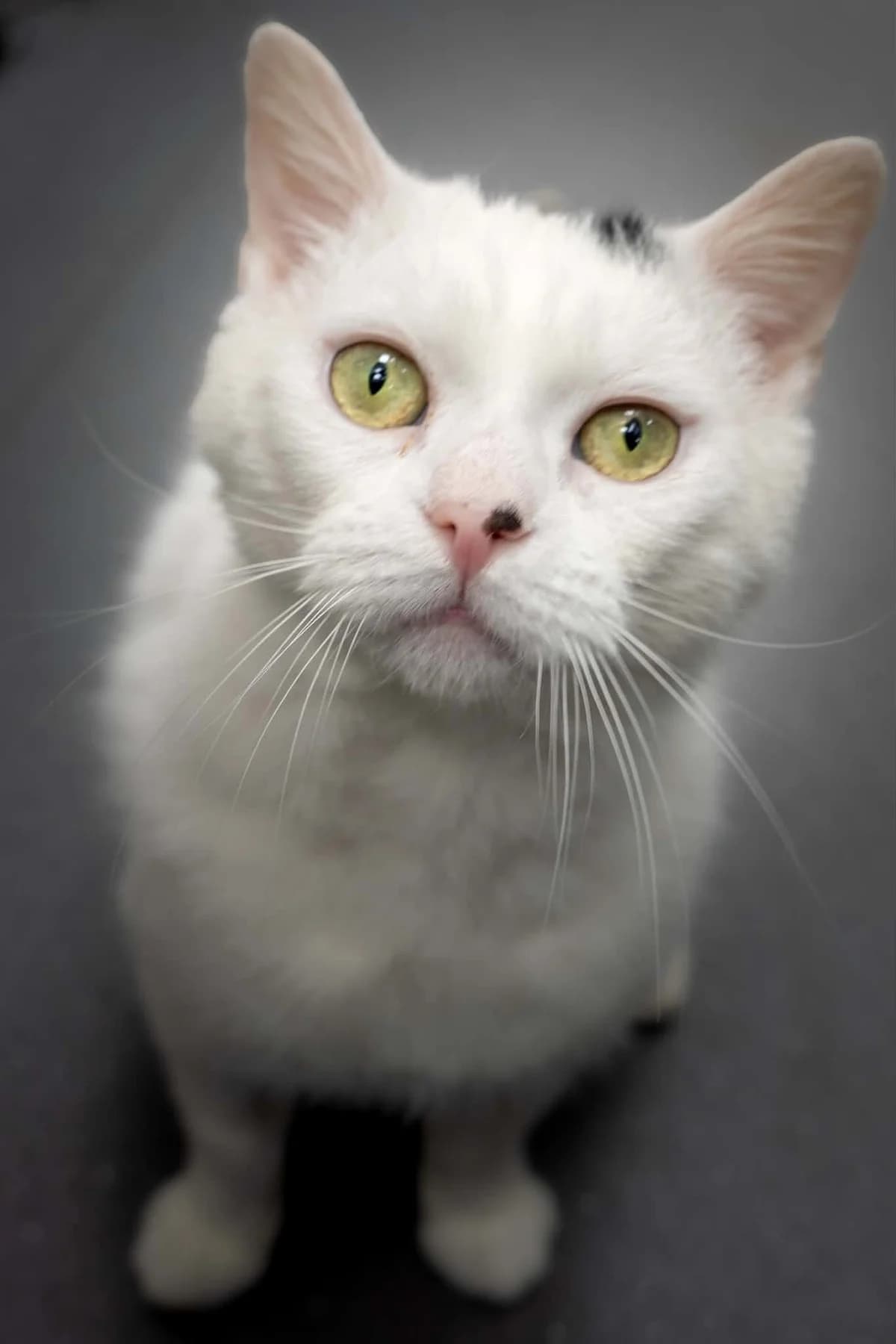 Charlie, 5yo Mixed Breed for adoption at Wythall Animal Sanctuary