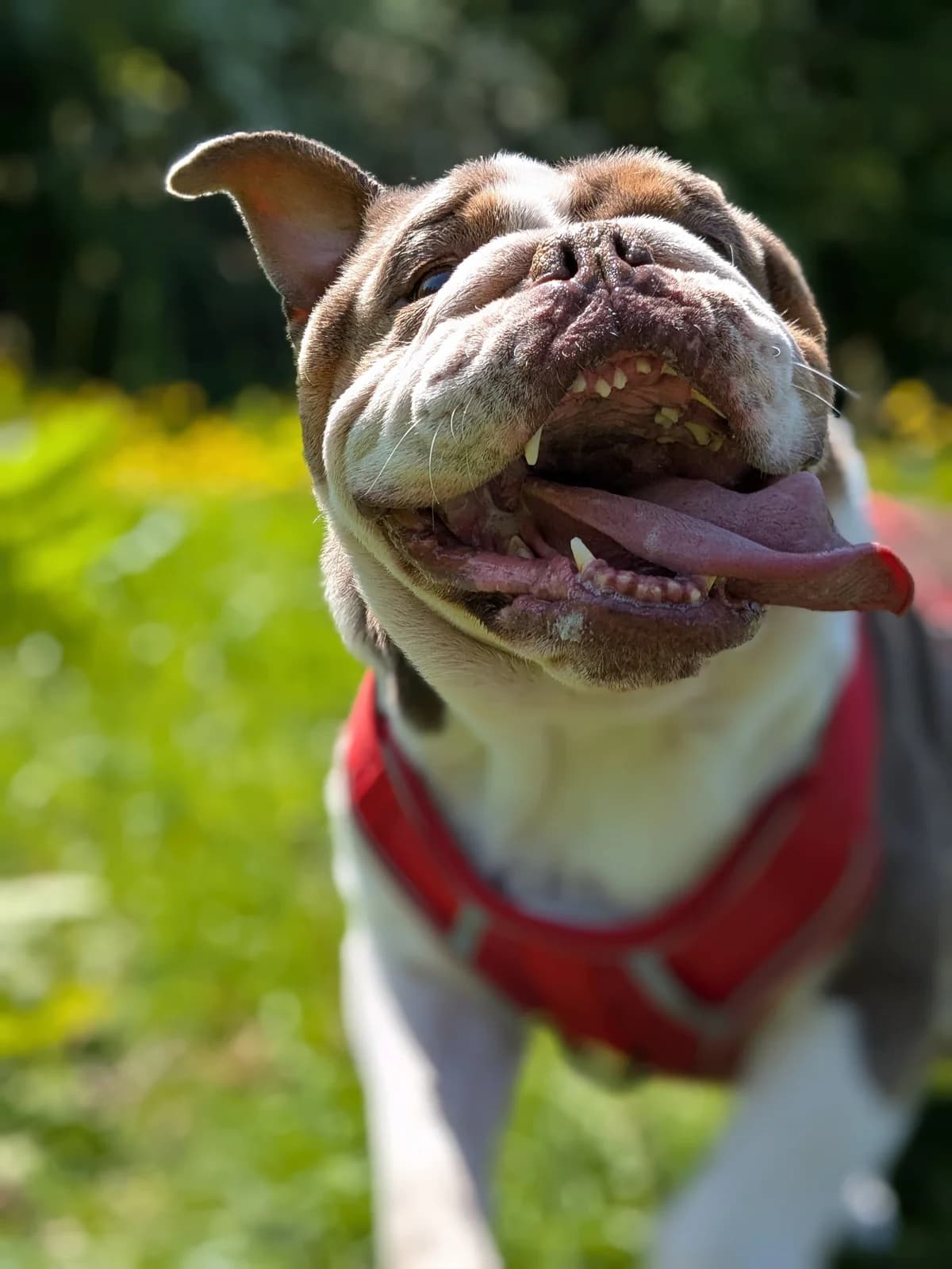 Cherry, 4yo English Bulldog for adoption at Wythall Animal Sanctuary