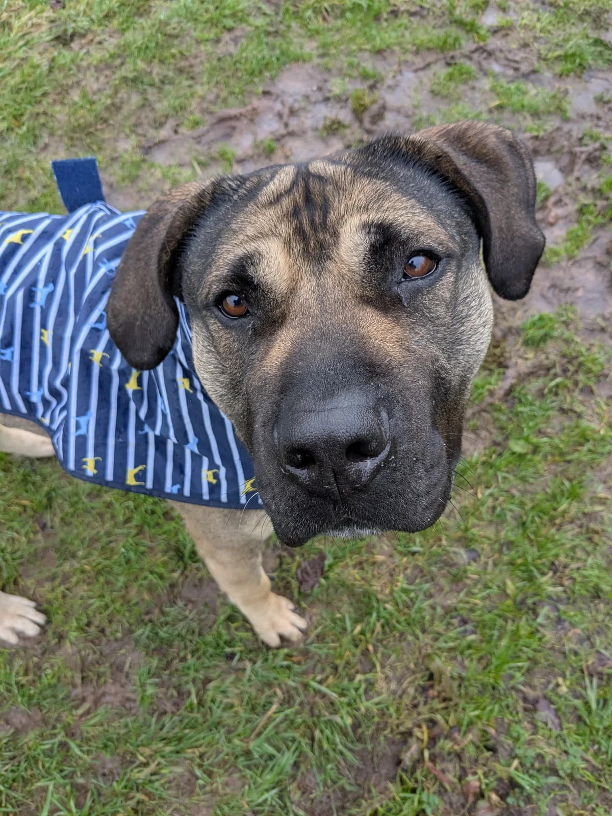 Crumpet, female 4yo Mixed Breed for adoption at Wythall Animal Sanctuary