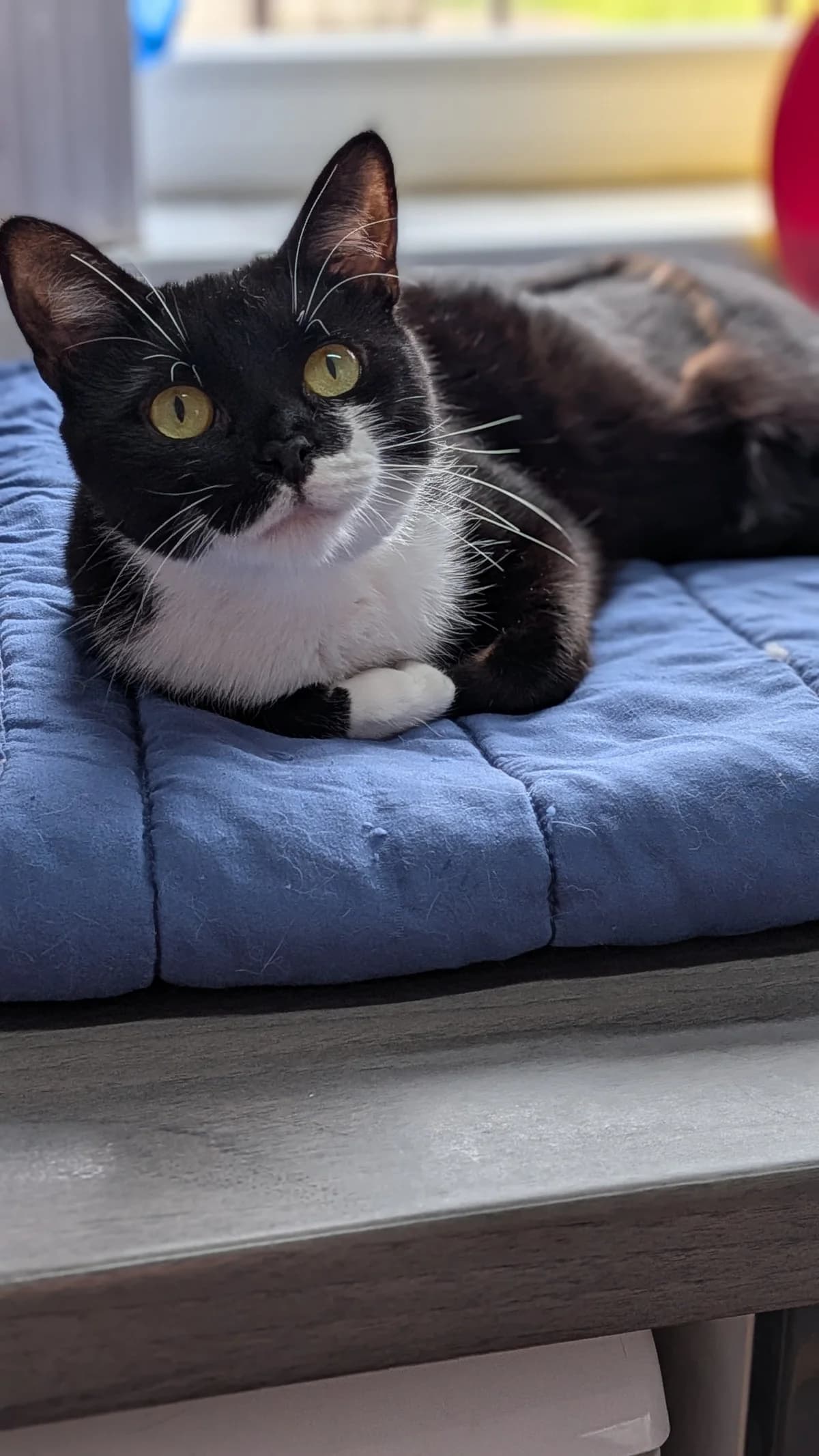 Daisie-May, young Mixed Breed Cat for adoption at Wythall Animal Sanctuary