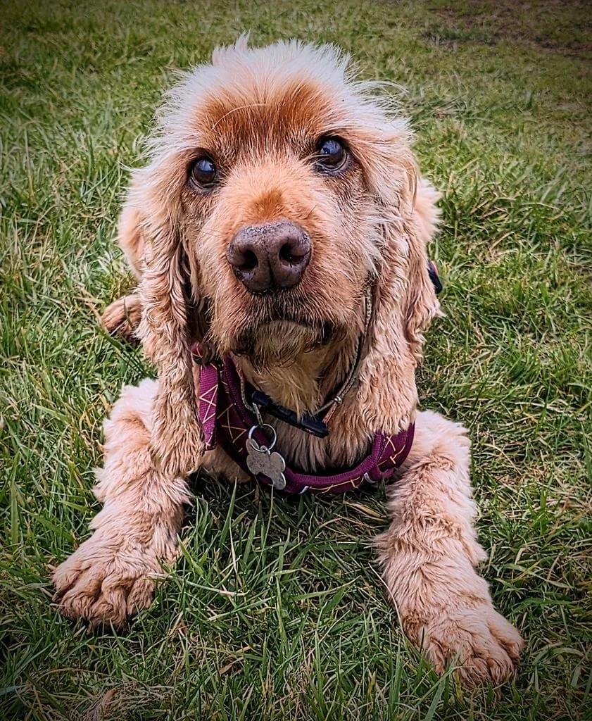 Eddie, male senior Cocker Spaniel for adoption at Wythall Animal Sanctuary