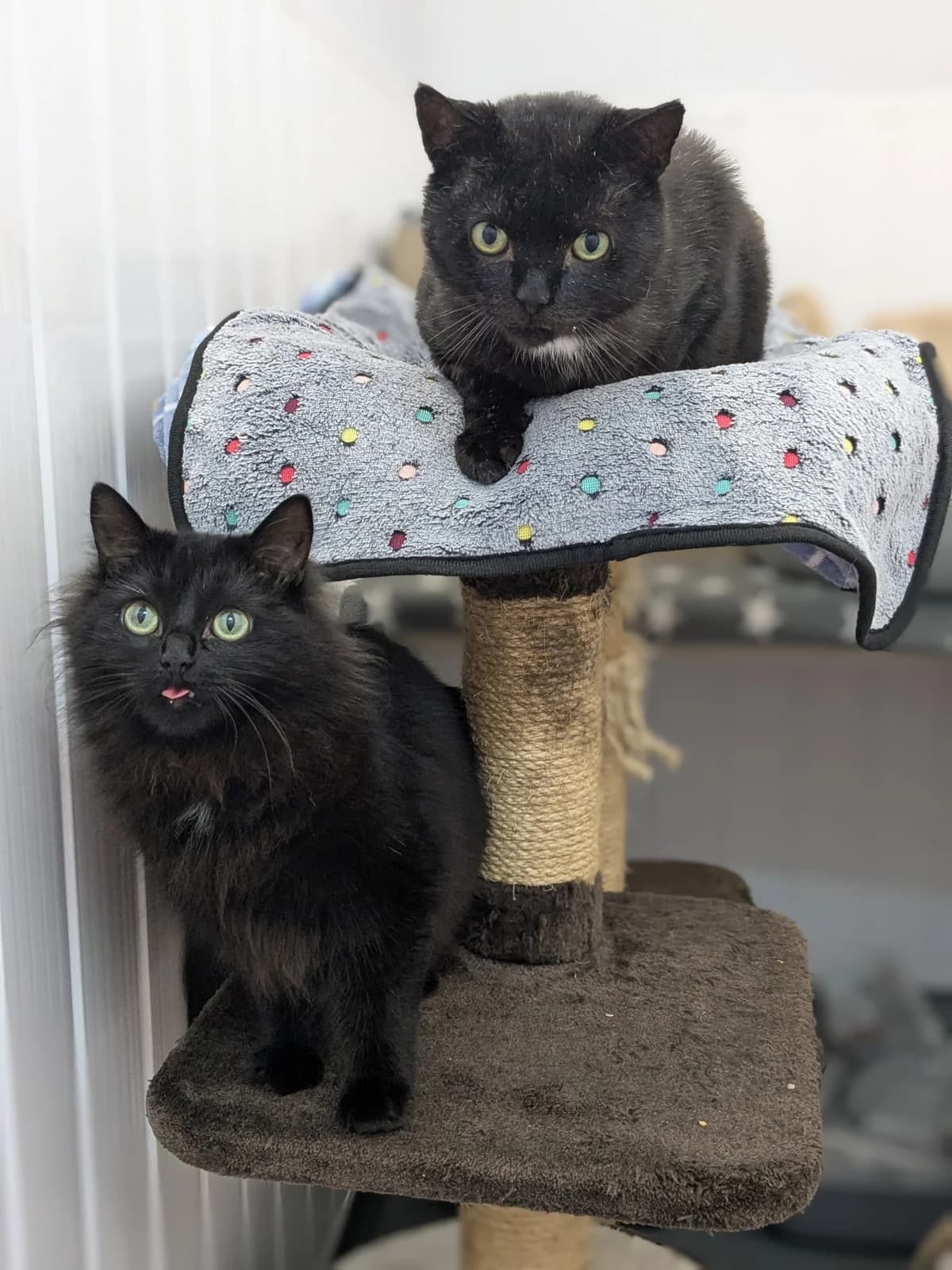 Felis &, young Old English Sheepdog for adoption at Wythall Animal Sanctuary