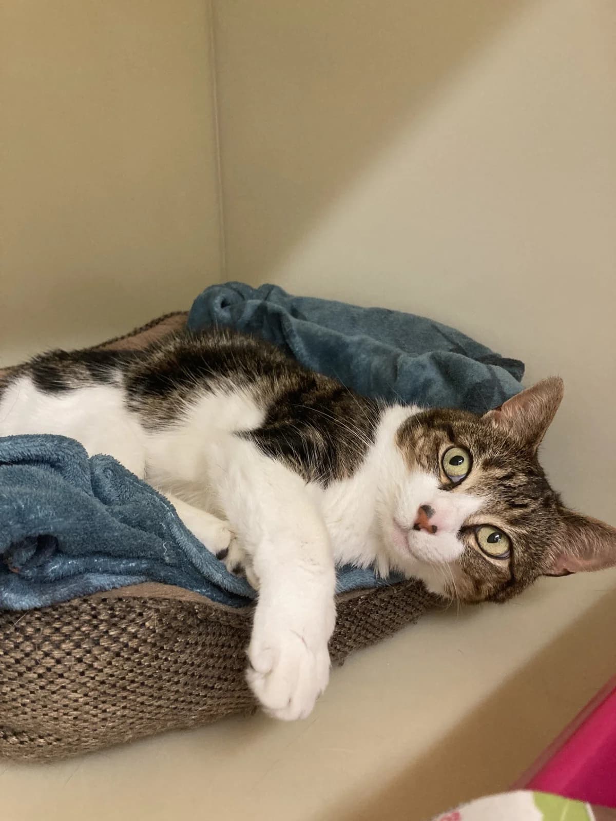 Fifi, senior Mixed Breed Cat for adoption at Wythall Animal Sanctuary