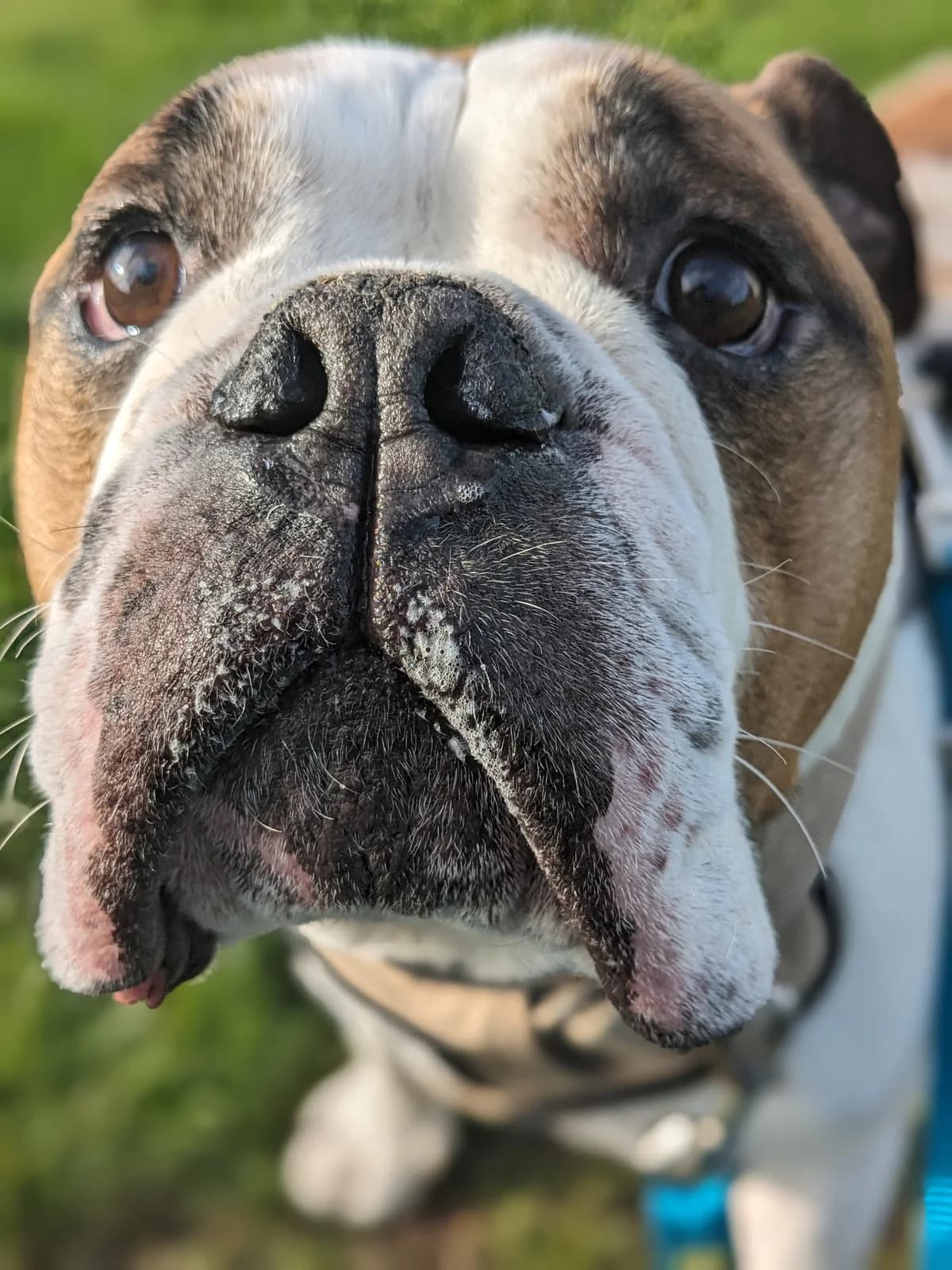 Frank, 6yo English Bulldog for adoption at Wythall Animal Sanctuary