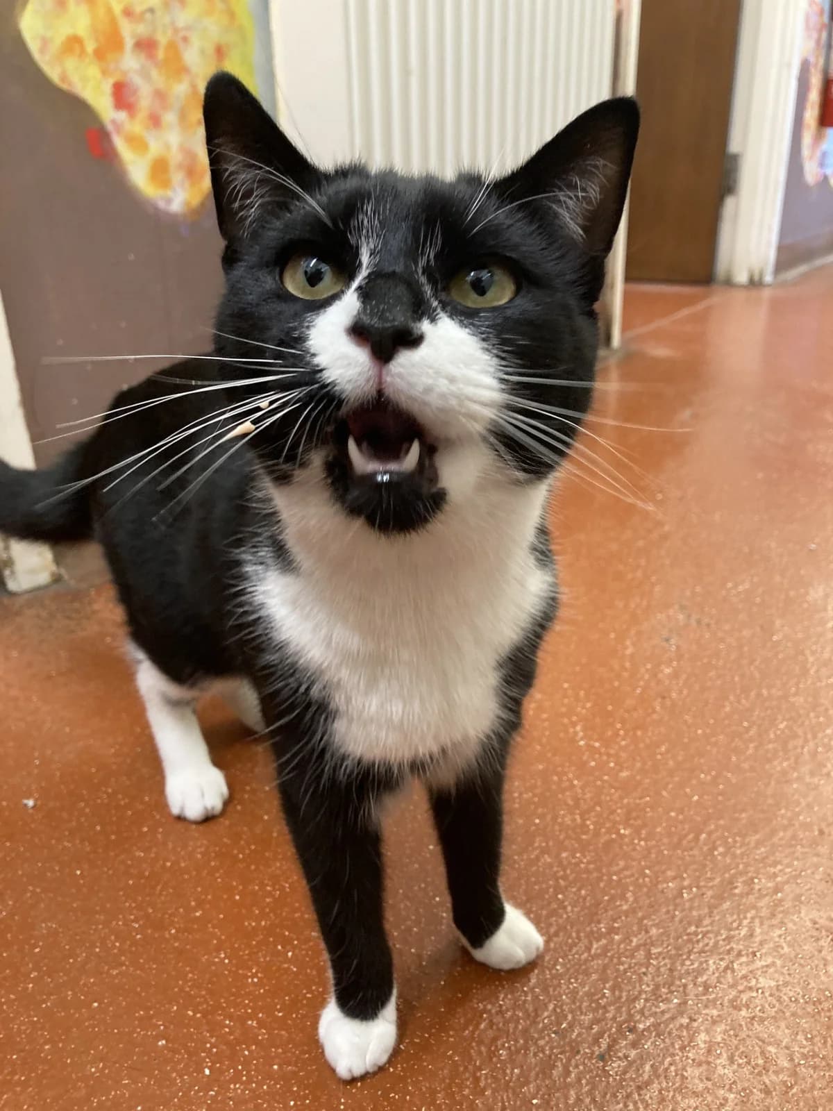 Fuji & Benji, young Mixed Breed Cat for adoption at Wythall Animal Sanctuary