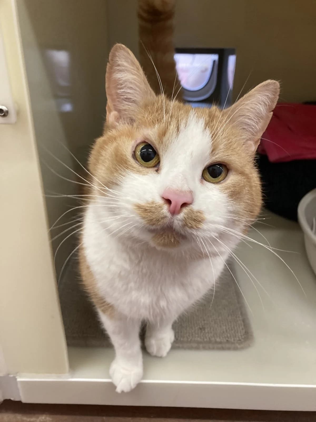 Gingey-Bread, 5yo Mixed Breed Cat for adoption at Wythall Animal Sanctuary