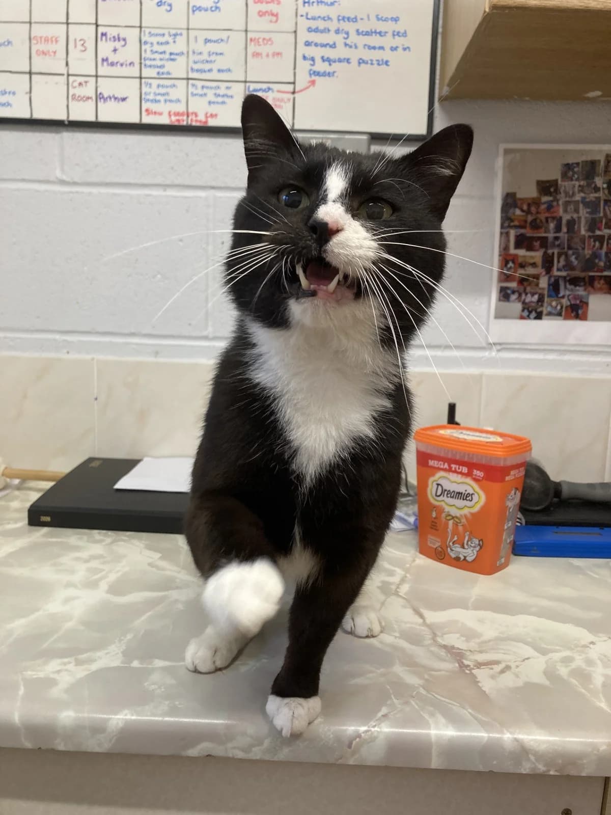 Gravy, black/ white 4yo Mixed Breed for adoption at Wythall Animal Sanctuary