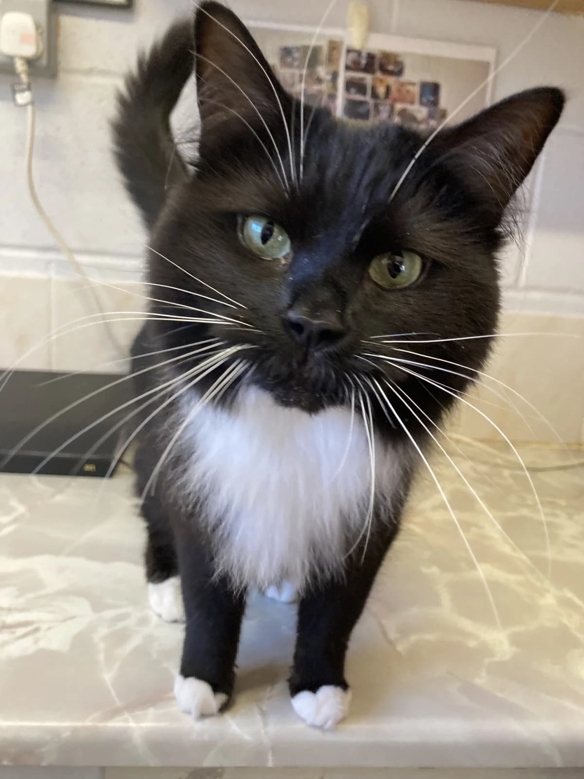 India, young mixed breed for adoption at Wythall Animal Sanctuary