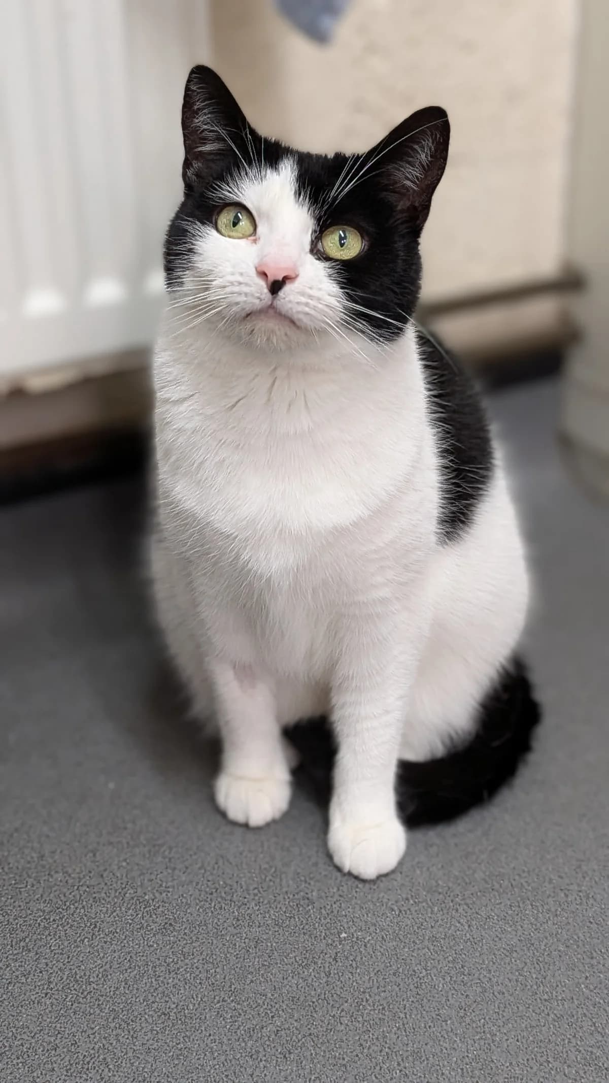 Lilly, 6yo Mixed Breed for adoption at Wythall Animal Sanctuary