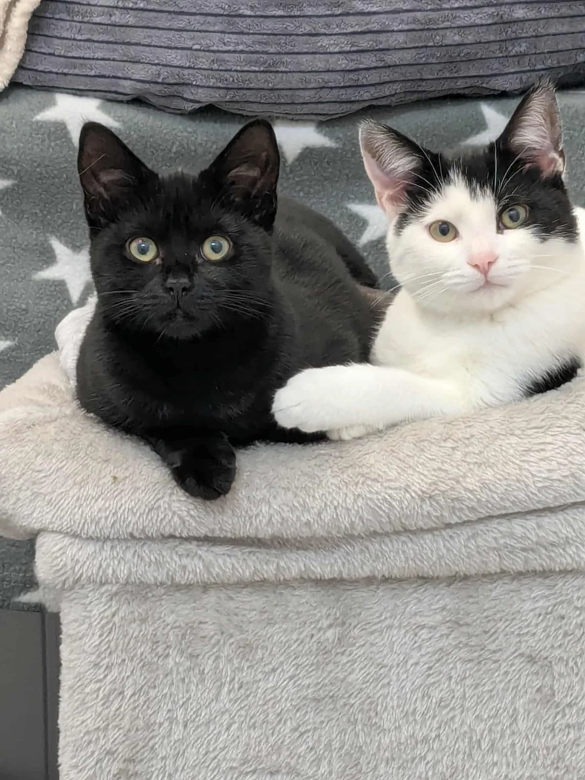 Lilo & Stitch, puppy Mixed Breed Cat for adoption at Wythall Animal Sanctuary