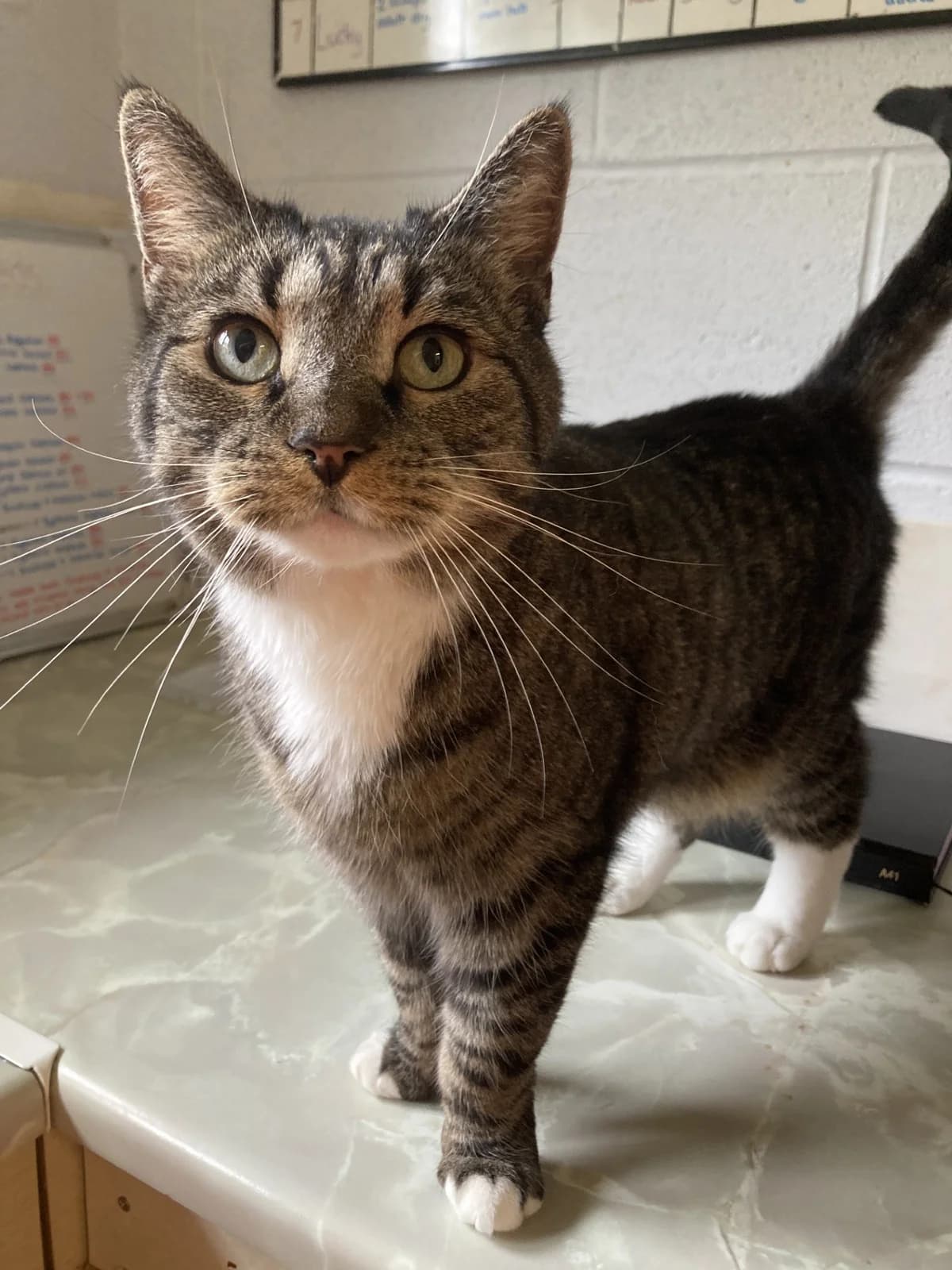 Lucky, senior Mixed Breed for adoption at Wythall Animal Sanctuary