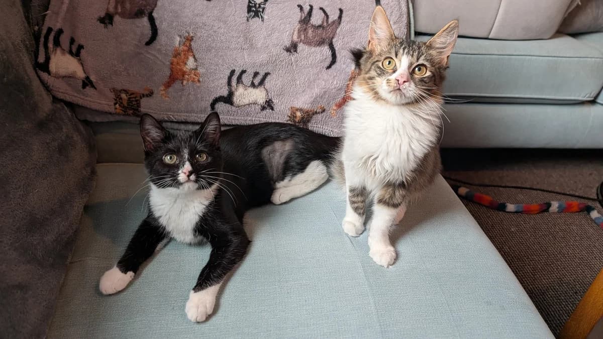 Maggie Moo & Merlin, puppy Mixed Breed for adoption at Wythall Animal Sanctuary