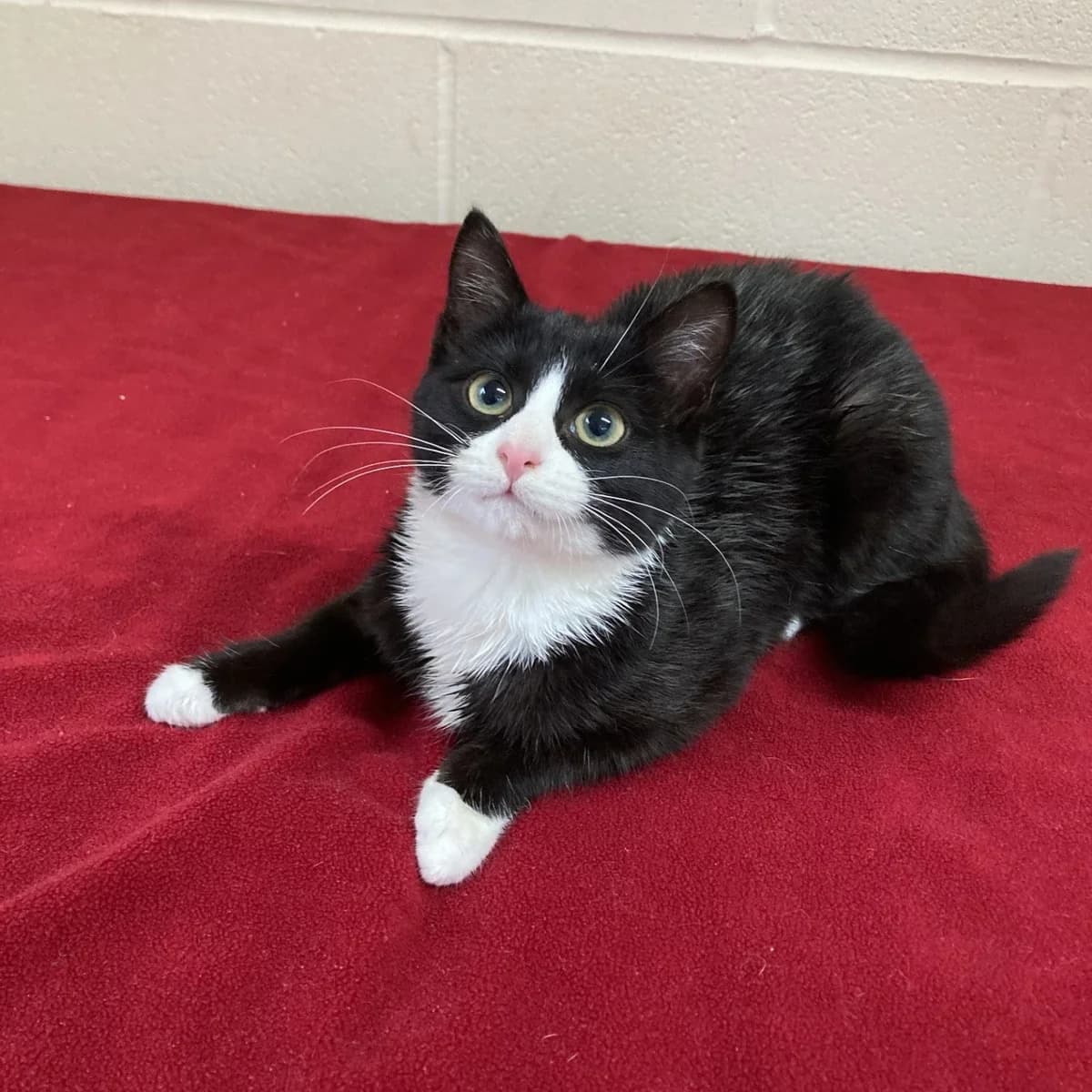 Mila (MUST be adopted with Roastie), puppy Mixed Breed Cat for adoption at Wythall Animal Sanctuary