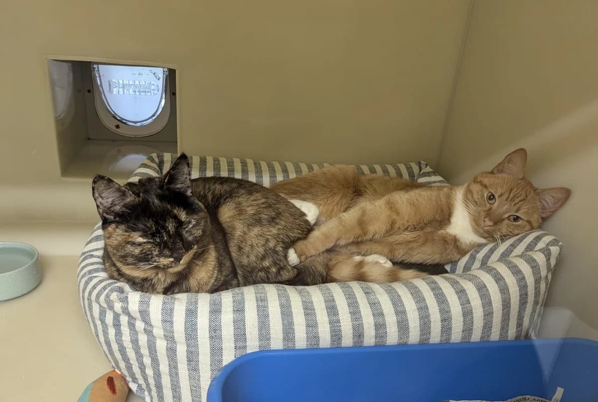 Misty & Marvin, young Mixed Breed Cat for adoption at Wythall Animal Sanctuary