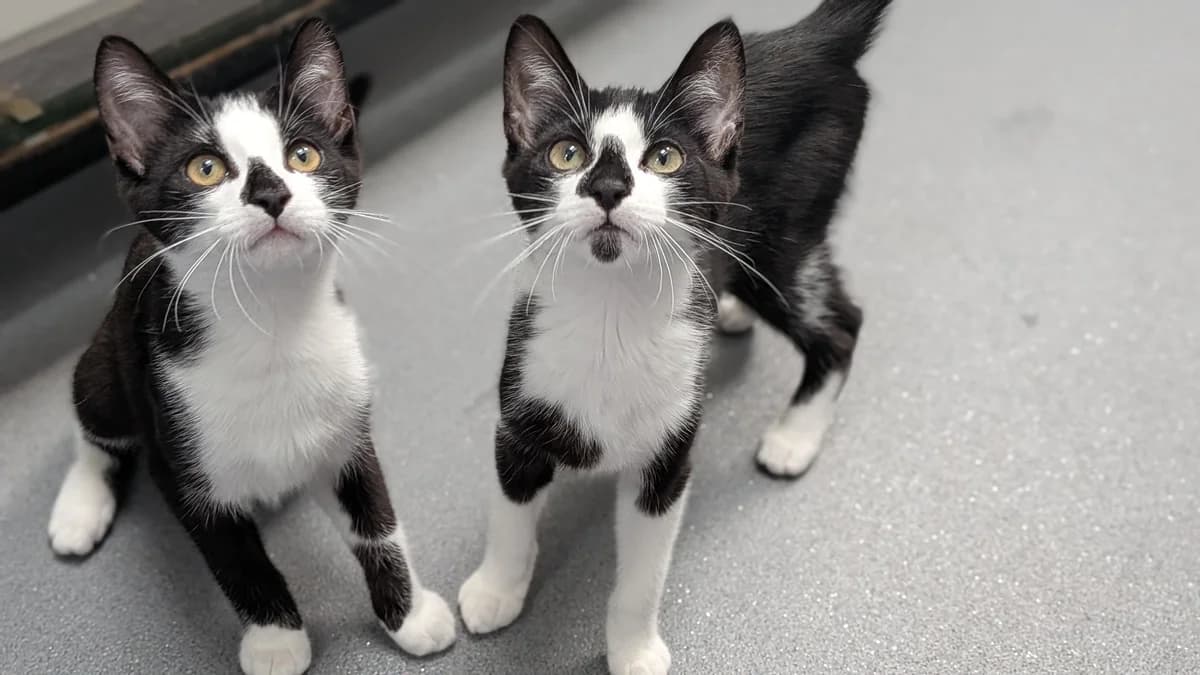 Polar & Panda, puppy Mixed Breed for adoption at Wythall Animal Sanctuary