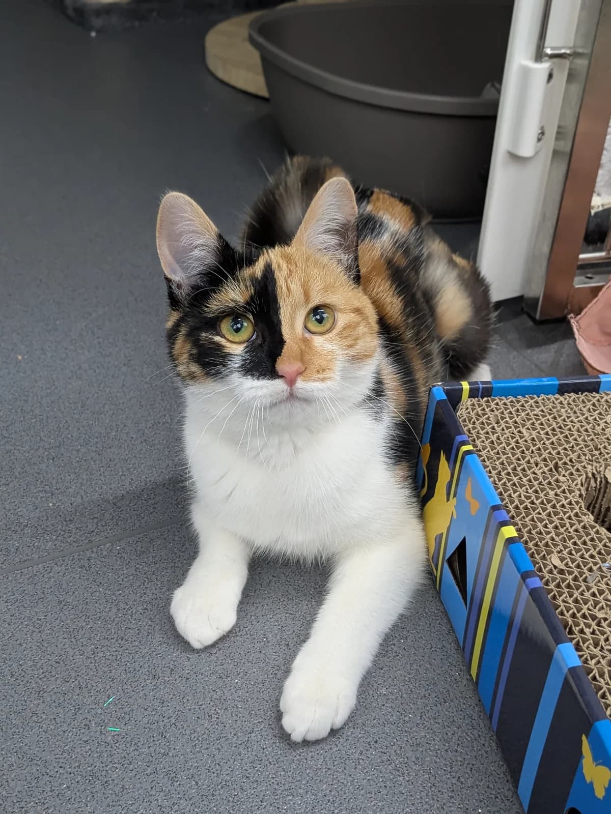 Pumpkin, puppy Mixed Breed Cat for adoption at Wythall Animal Sanctuary
