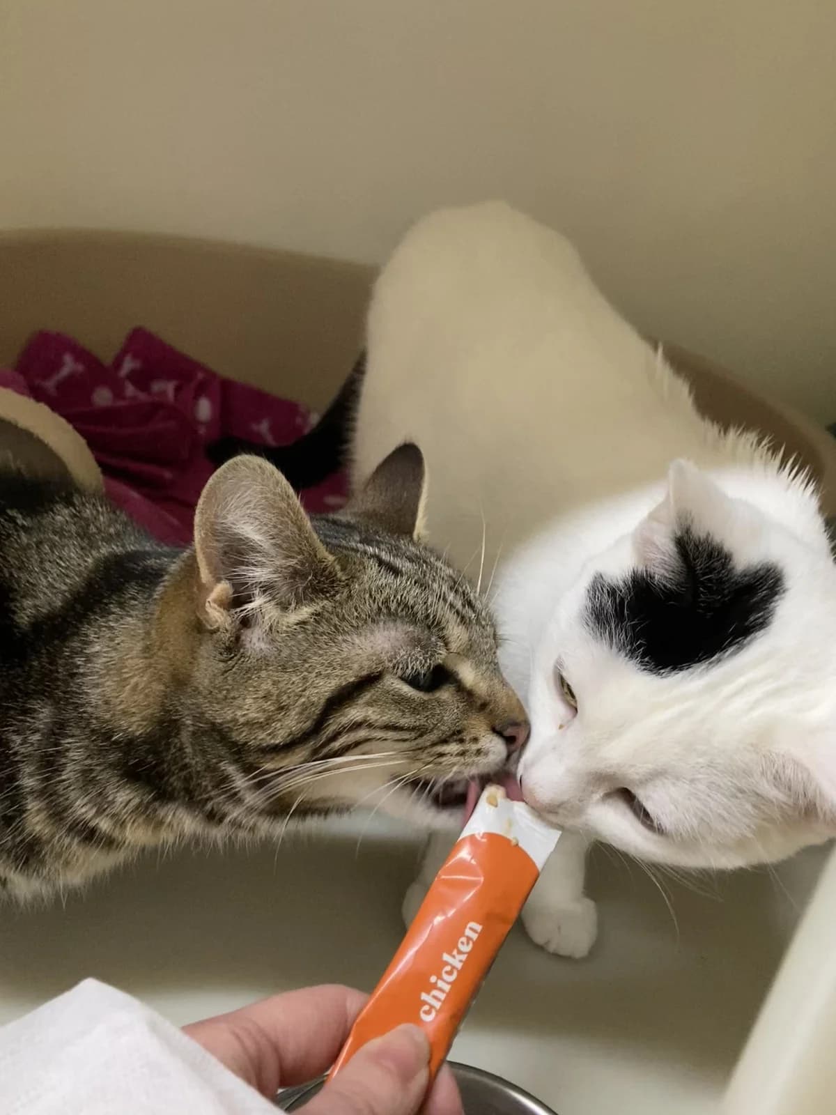 Raine & Beau, puppy Mixed Breed Cat for adoption at Wythall Animal Sanctuary