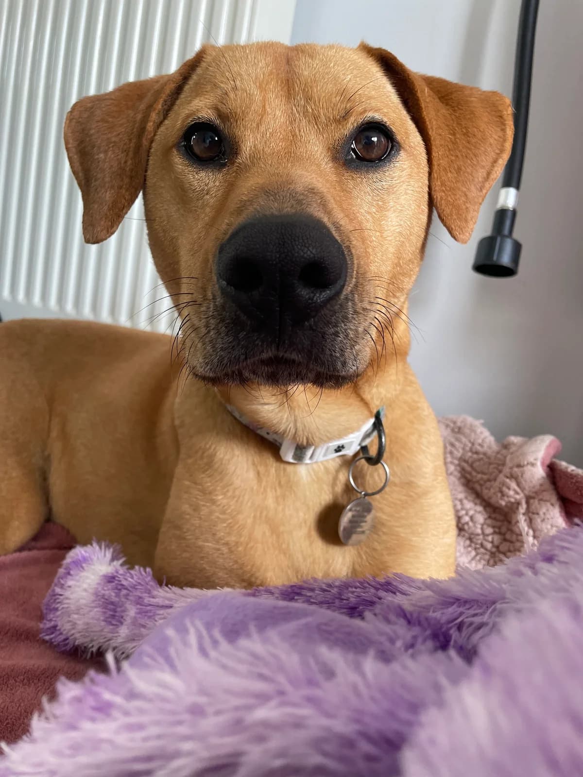 Reggie, 6yo Labrador Retriever for adoption at Wythall Animal Sanctuary