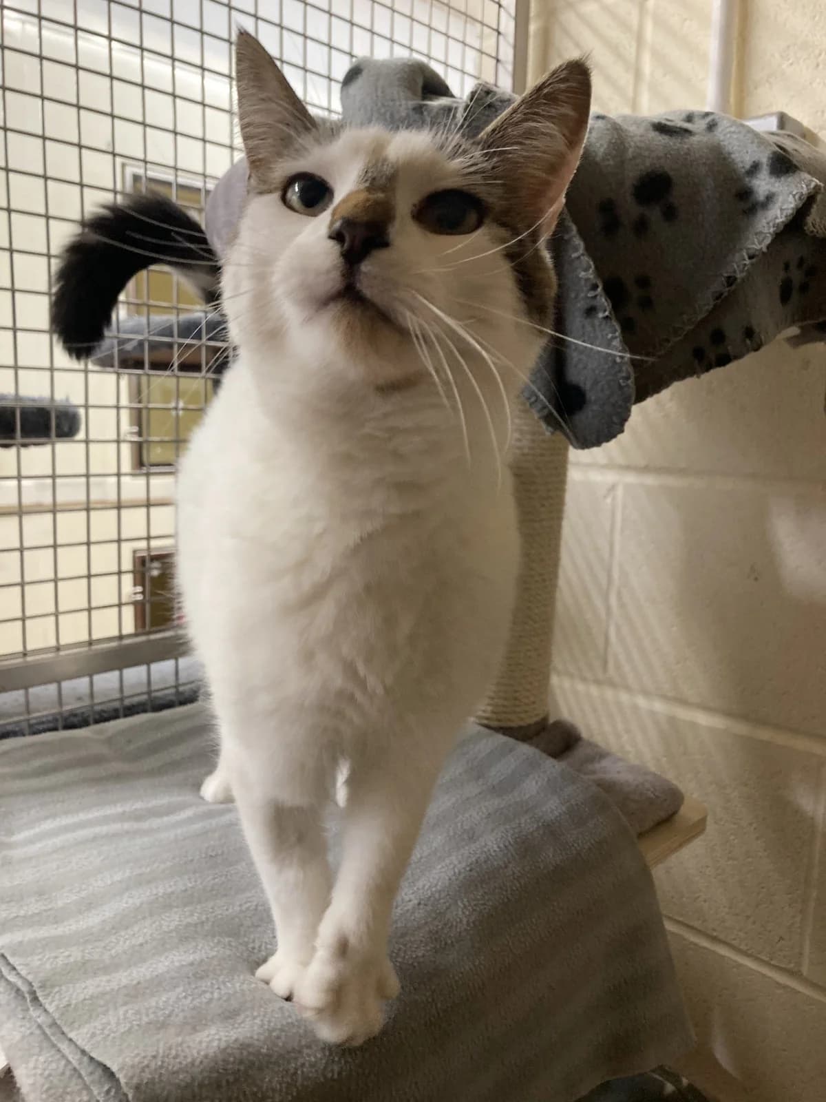 Viennetta, 4yo Mixed Breed Cat for adoption at Wythall Animal Sanctuary