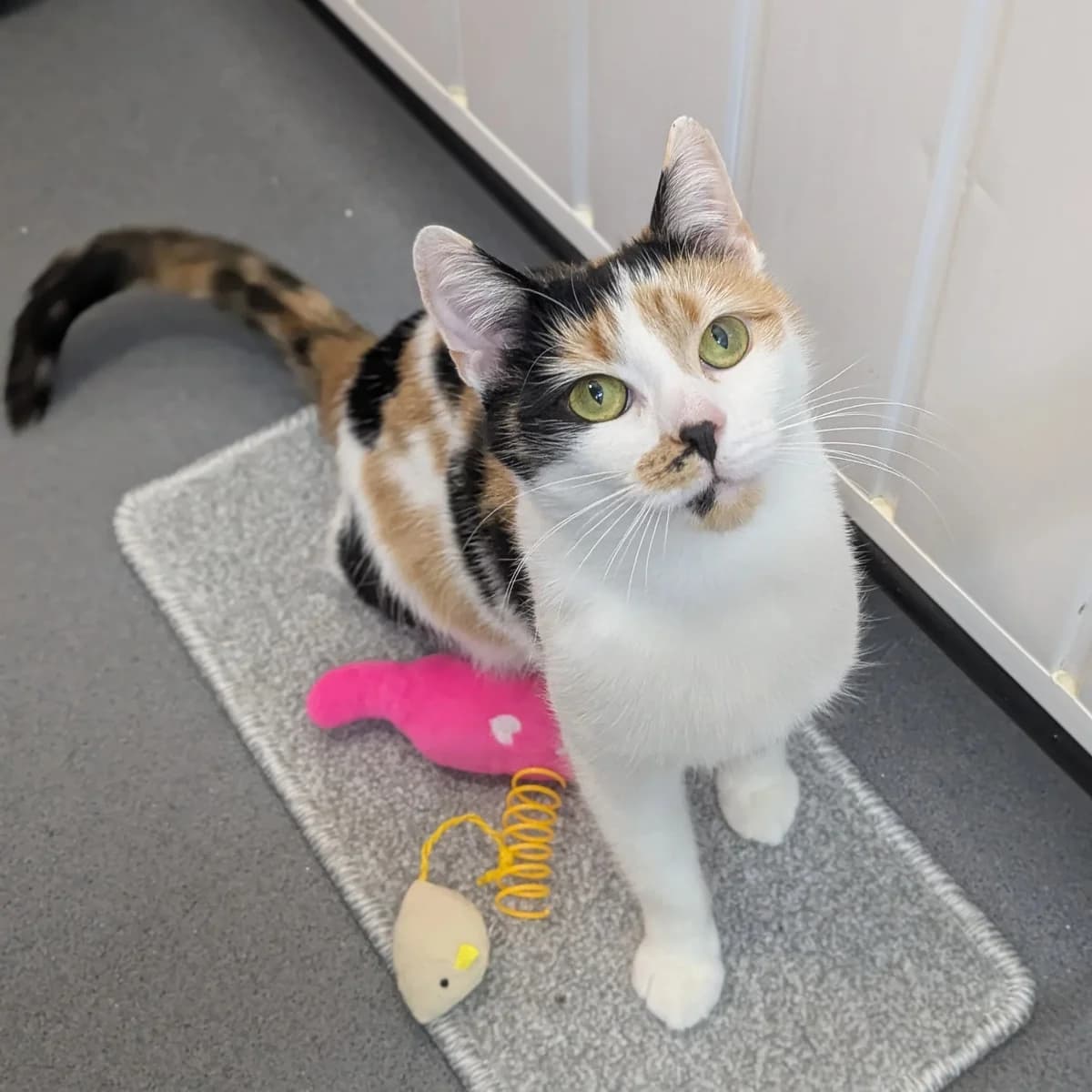 Winter, young Mixed Breed Cat for adoption at Wythall Animal Sanctuary